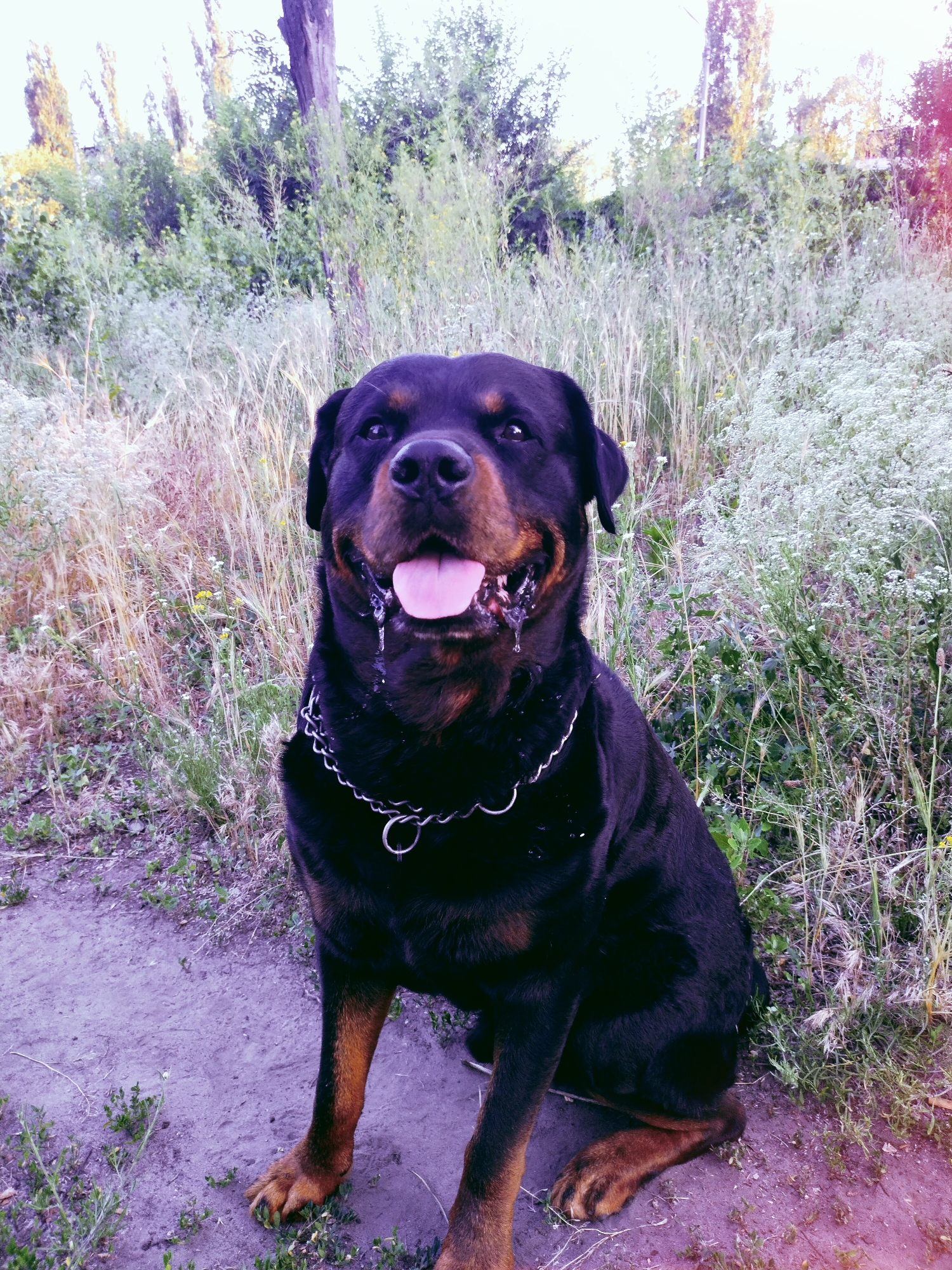 A black Rottweiler dog sits on a dirt path in front of a background of tall grass and trees. The dog is wearing a metal chain collar and its tongue is hanging out. The image has a purple tint, possibly due to a filter or lighting conditions. This scene is located in Horishni Plavni, Ukraine.