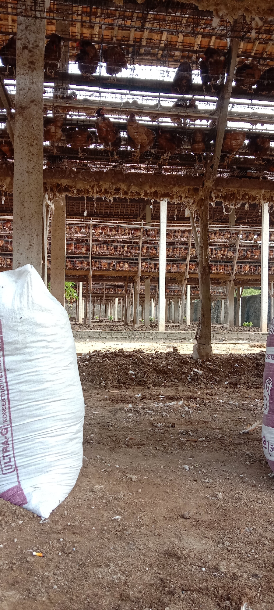 This image shows a crowded chicken coop in Utama Jaya Mataram, Indonesia. The coop consists of multiple levels of cages, stacked high with chickens. A large white sack, likely containing feed or bedding, is prominently positioned in the foreground, to the left of the frame. The ground is covered in dirt, feathers, and what appears to be chicken droppings, indicating a working farm environment. In the background, wooden pillars support the tiered structure of the coop, and more chickens are visible within their cages. The overall scene suggests a busy and functional poultry farm.