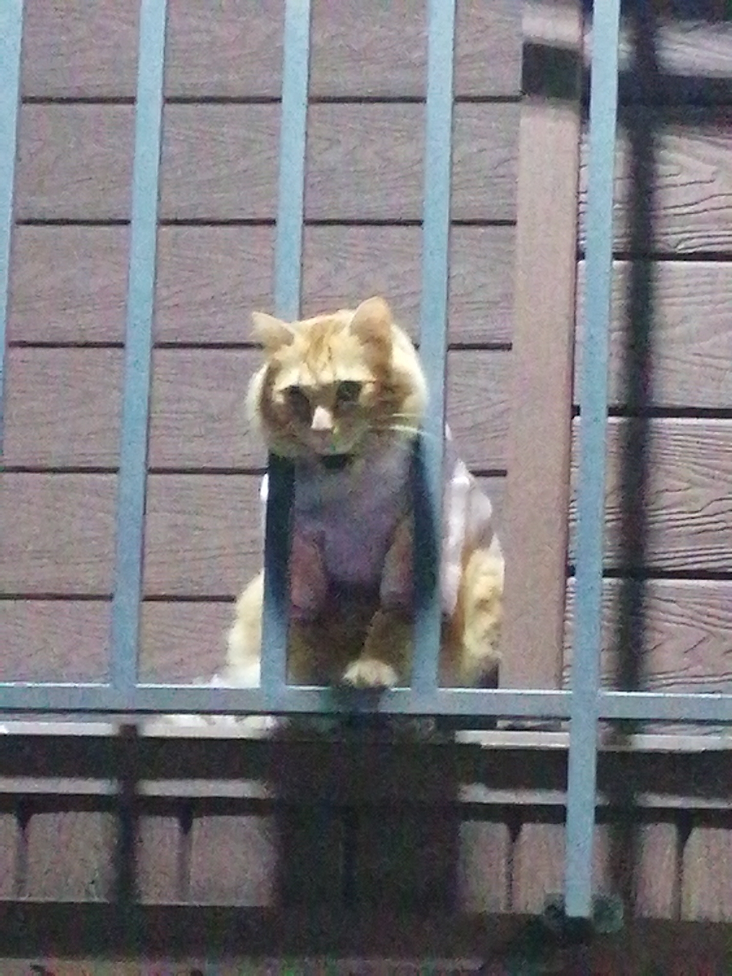 A ginger cat with white markings is seated behind a light blue metal fence. The cat is wearing a light purple garment. The background consists of wooden siding. The fence and siding suggest this scene is likely on a balcony or porch. No specific location within Da Lat, Vietnam, can be determined from the image.