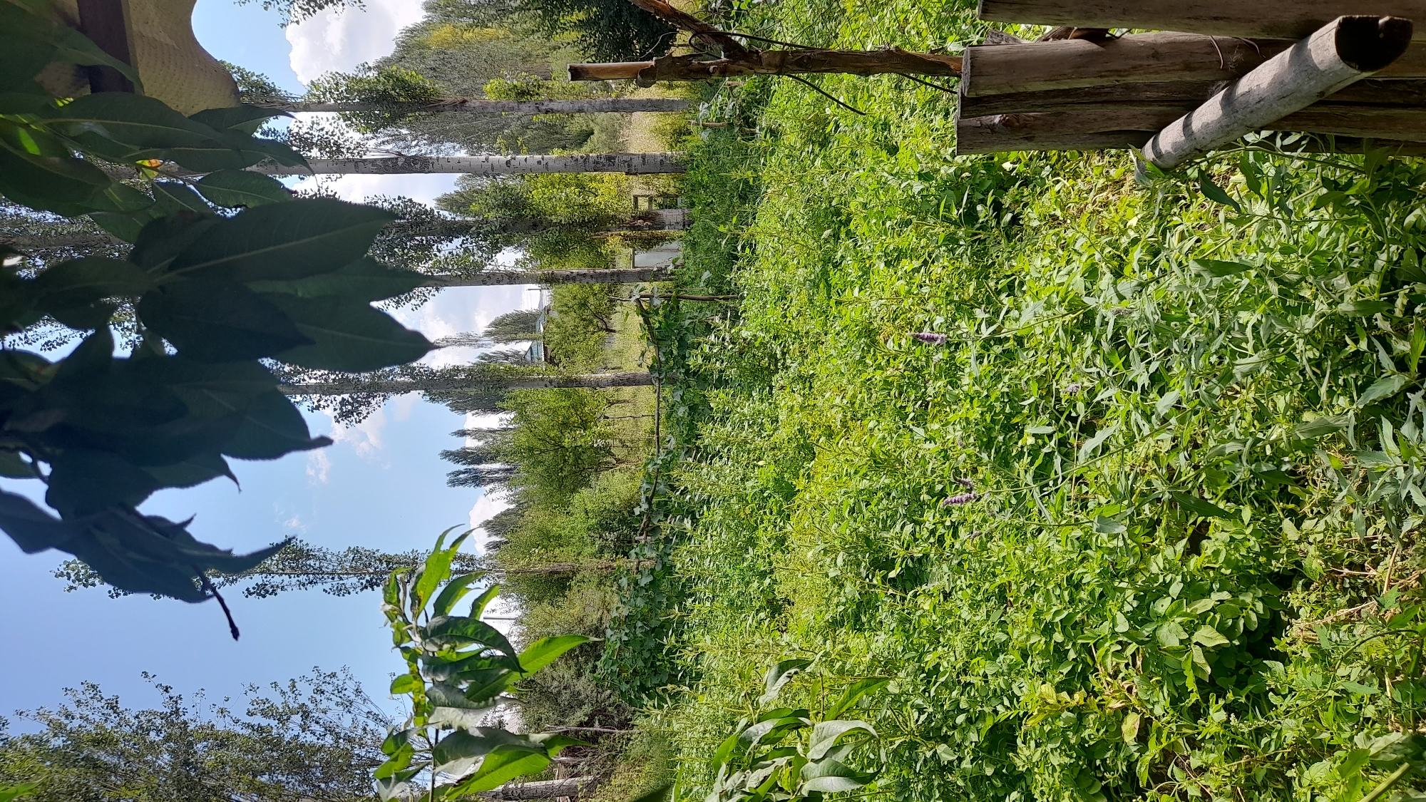 A full-shot outdoor photo, taken at eye level, shows a bright, sunny day in Beryu, Kyrgyzstan. The scene depicts a lush, green field covered in tall grass and various plants, some of which have small purple flowers. In the foreground, a rustic wooden fence with several posts and a horizontal rail is visible on the right side. Tall, slender trees with light-colored bark line the background, interspersed with dense green foliage. The sky above is a clear blue with a few wispy white clouds. The leaves of a tree in the upper left corner cast shadows over the scene, adding depth and texture. The overall impression is one of a natural, rural landscape bathed in sunlight.
