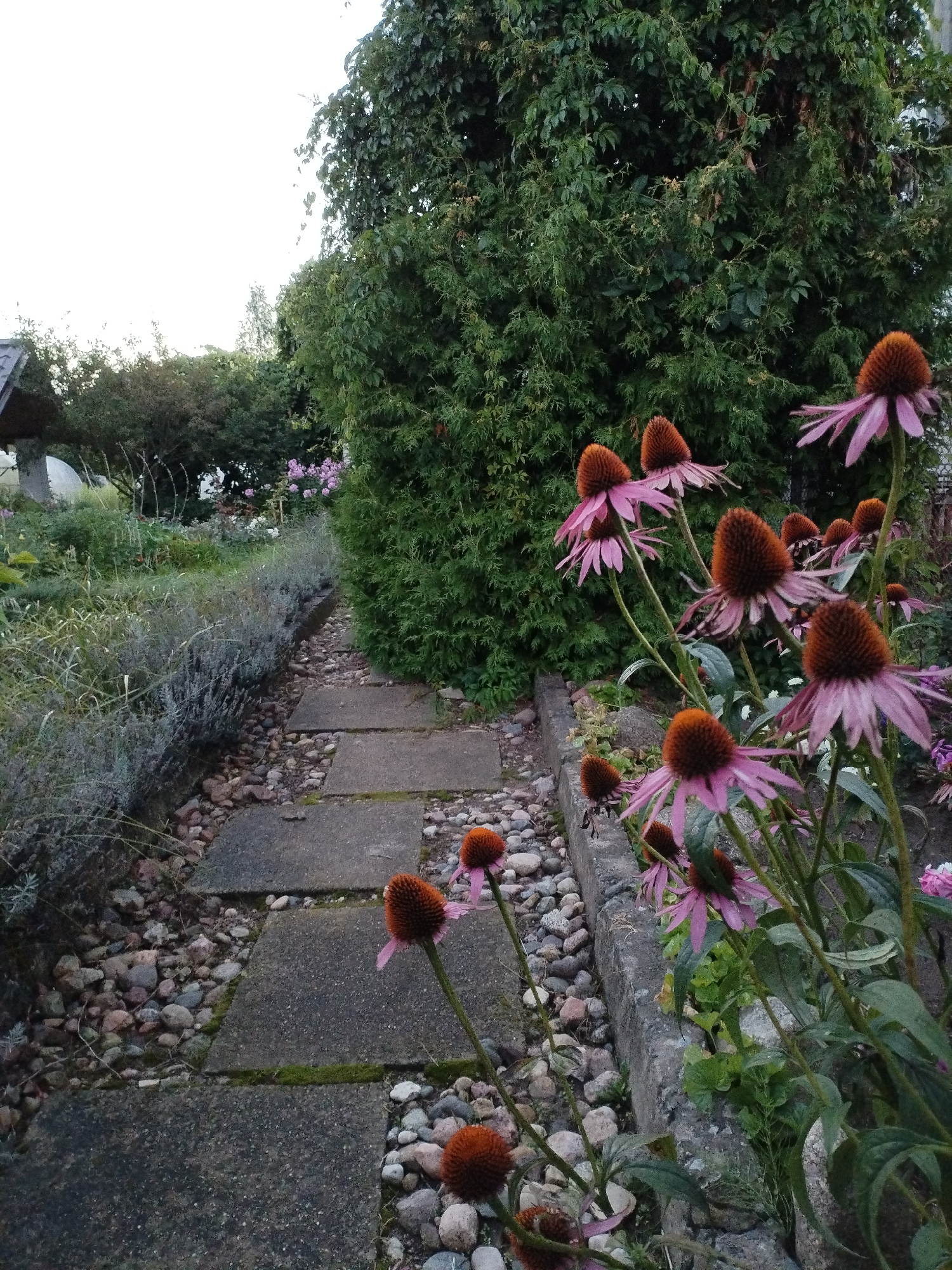 This image depicts a garden path in Bialynichy, Belarus. The path is constructed from irregular, flat concrete stepping stones laid on a bed of small, rounded pebbles. To the left of the path, a dense, low-lying hedge of grey-green foliage runs alongside. To the right of the path, a variety of coneflower (Echinacea) plants with pink petals and prominent brown, spiky centers are in bloom. Behind the flowers, a tall, dense evergreen shrub or tree forms a green backdrop. The sky is overcast and bright, suggesting it is either early morning or late afternoon. There are no people or animals visible in the scene. The overall impression is one of a well-maintained, naturalistic garden setting.