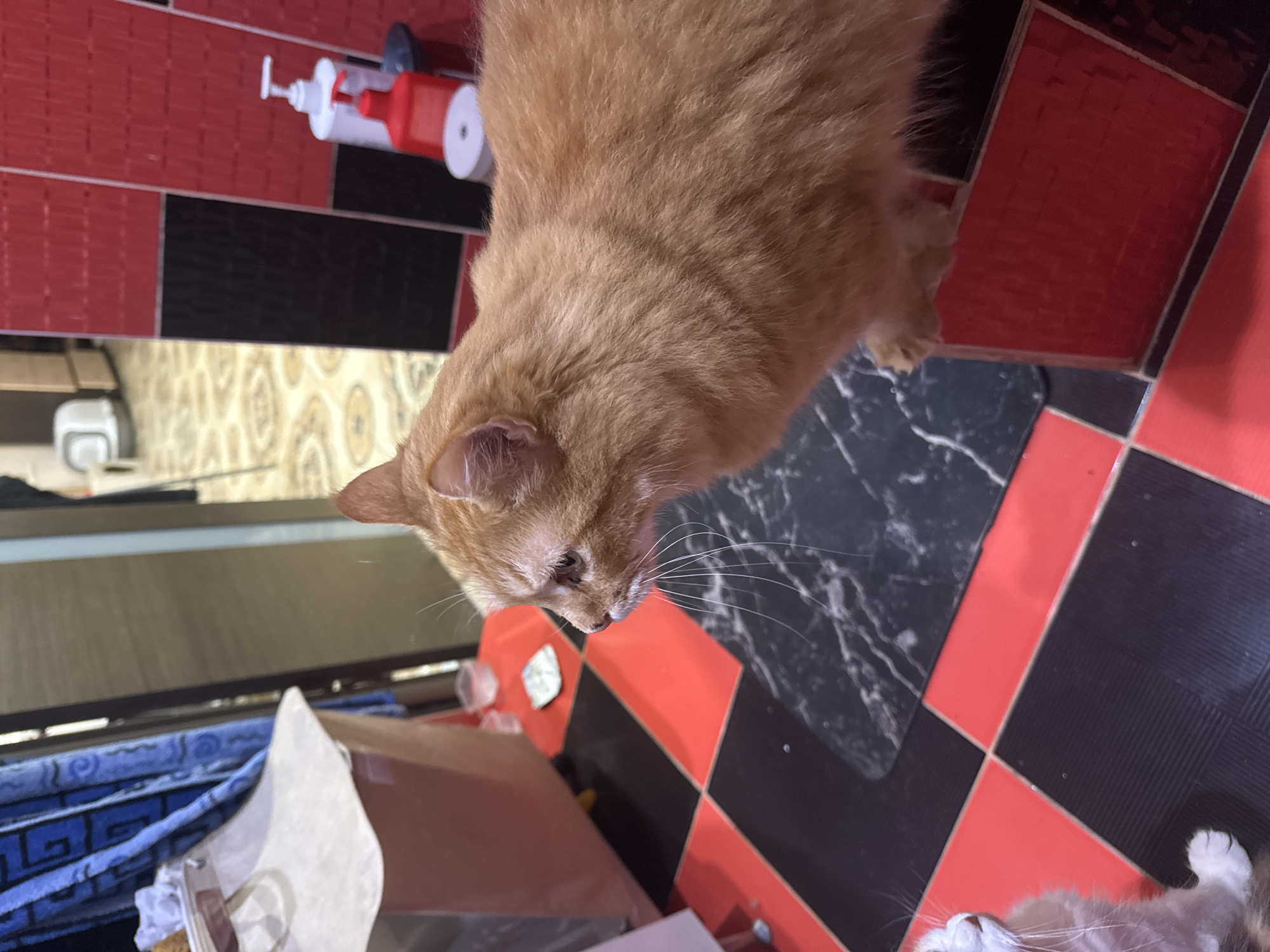 A tan cat is the main subject, situated on a black and red checkered floor. A white dispenser is near the cat. Additional objects such as fabric, bags, and containers are visible in the surrounding area. The precise location within Sochi, Russia, is not discernible from the provided image.
