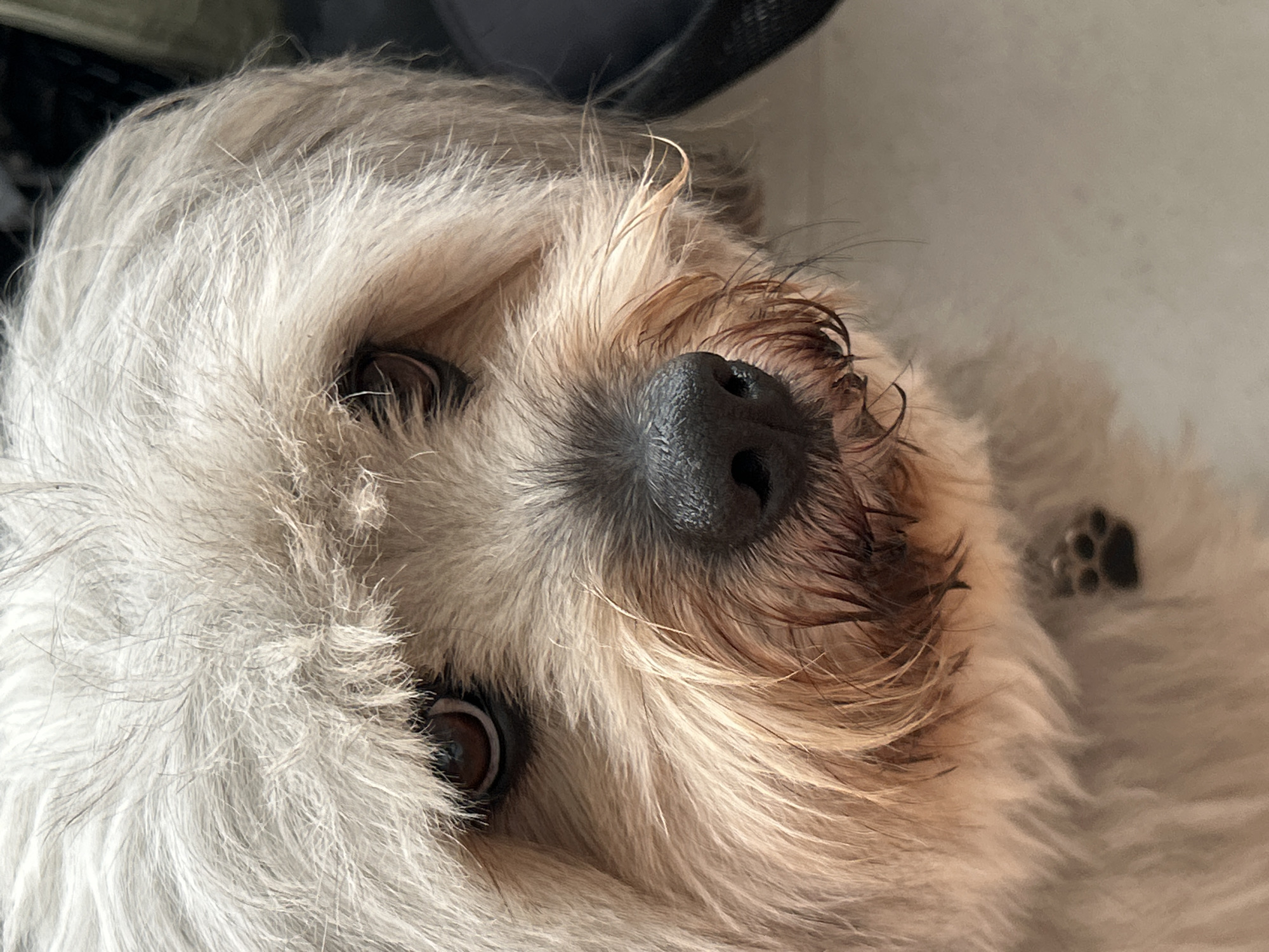 A close-up, eye-level shot focuses on the face of a light-colored, scruffy dog. The dog's fur is a mix of white and light brown, with longer, wispy hairs around its face. Its eyes are dark brown and appear somewhat sad or contemplative. A wet, black nose sits centrally on its muzzle, surrounded by shorter, brown hairs. A small, dark paw print charm is visible on a collar or tag just below its chin. The background is blurred, but appears to be an indoor setting with a dark object to the right and a light-colored, textured surface below. There is no indication of the location being in Kuta Selatan, Indonesia.