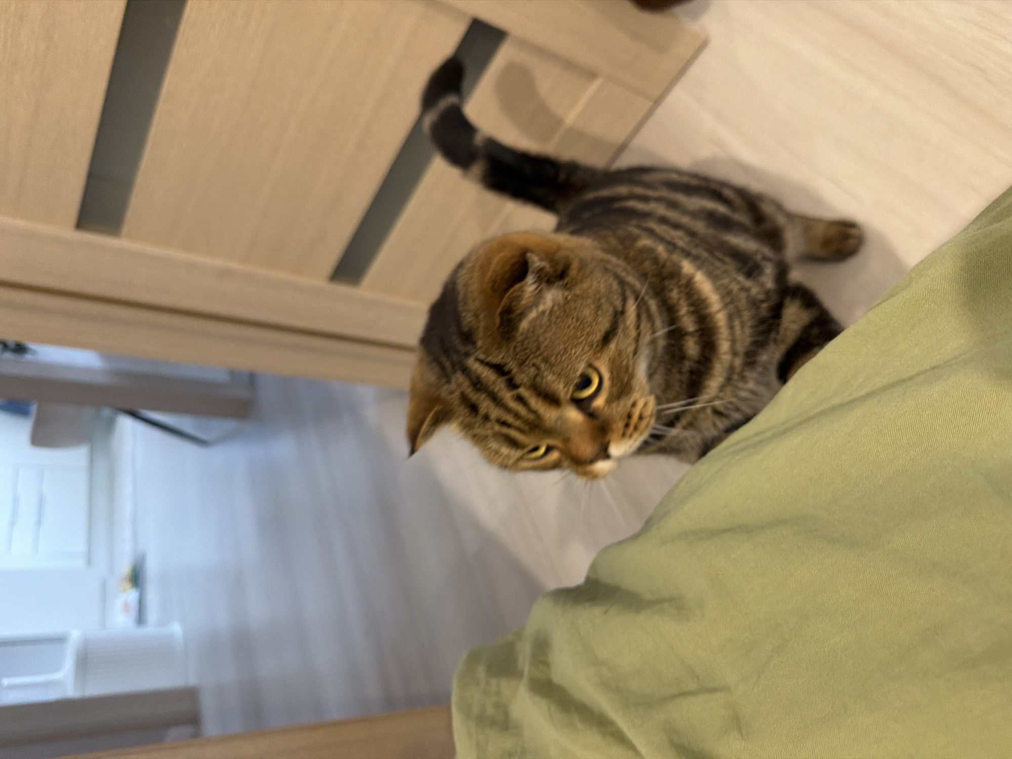 A tabby cat with yellow eyes is sitting on a light-colored floor near a light green blanket. The cat is looking to its left. In the background, a wooden door with horizontal dark inlays is visible. The floor appears to be made of light wood planks. There are no discernible features that would indicate the specific location in Kazan, Russia.