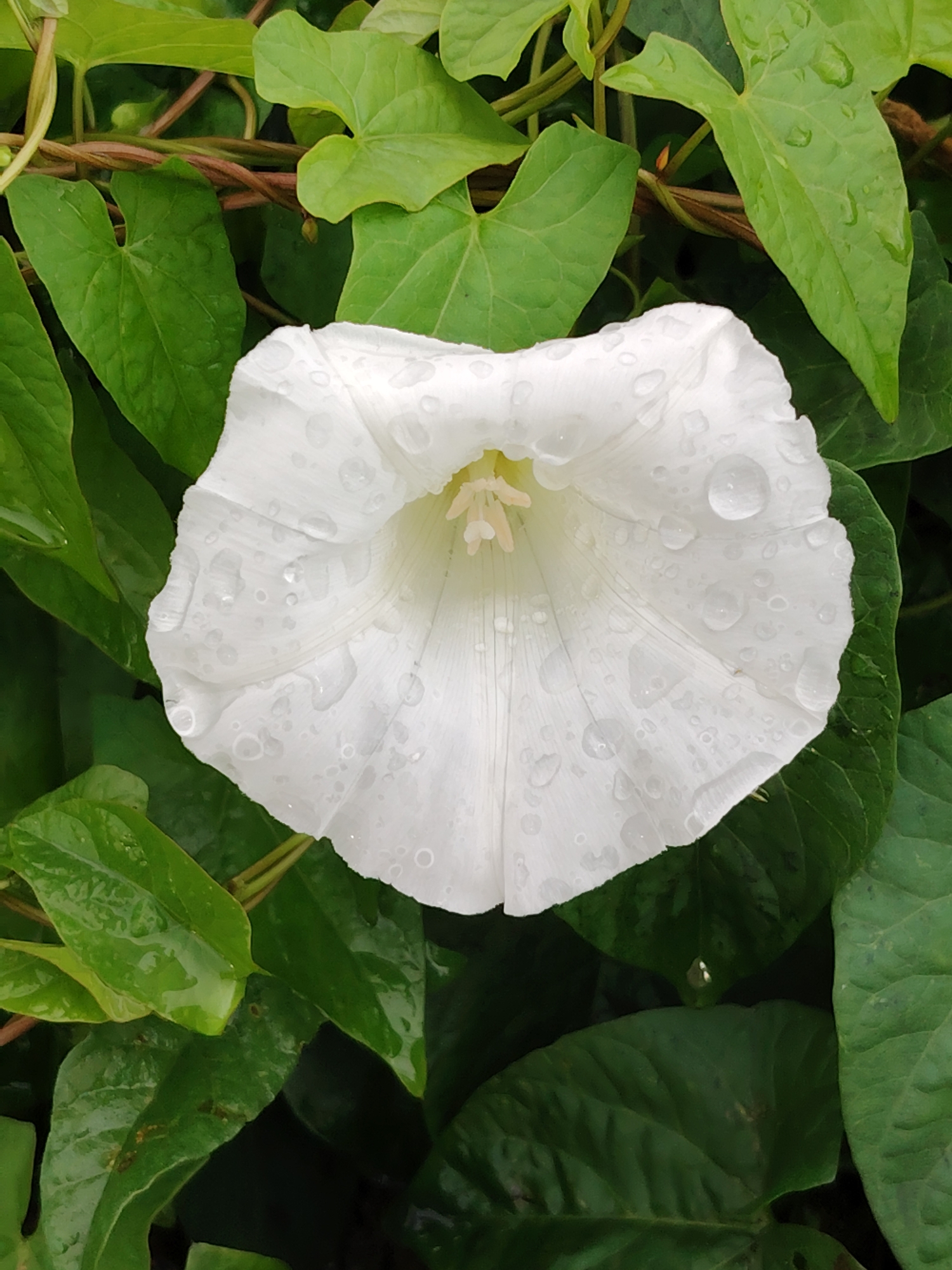 This is a close-up, eye-level shot of a white bindweed flower, wet with water droplets, surrounded by lush green foliage. The flower is in the center of the frame, its trumpet-shaped petals unfurling open. The white petals are delicate and translucent, with subtle pleats and lines running through them. Numerous water droplets cling to the surface of the petals, some small and round, others larger and more spread out, reflecting the light. At the center of the flower, a pale yellow stamen is visible, adding a soft contrast to the white.
The surrounding leaves are a deep, vibrant green and appear equally wet, suggesting recent rain. Some leaves are smooth and heart-shaped, while others have a more pointed, lobed appearance. The foliage forms a dense backdrop, creating a natural, almost wild setting. The lighting suggests it is daytime, possibly overcast or after a rain shower, as there are no harsh shadows and the light is diffused. The overall mood is one of freshness and natural beauty. The image was captured in Balashikha, Russia, though no specific landmarks are visible that would pinpoint the exact location within the city. There is no visible text in the image.