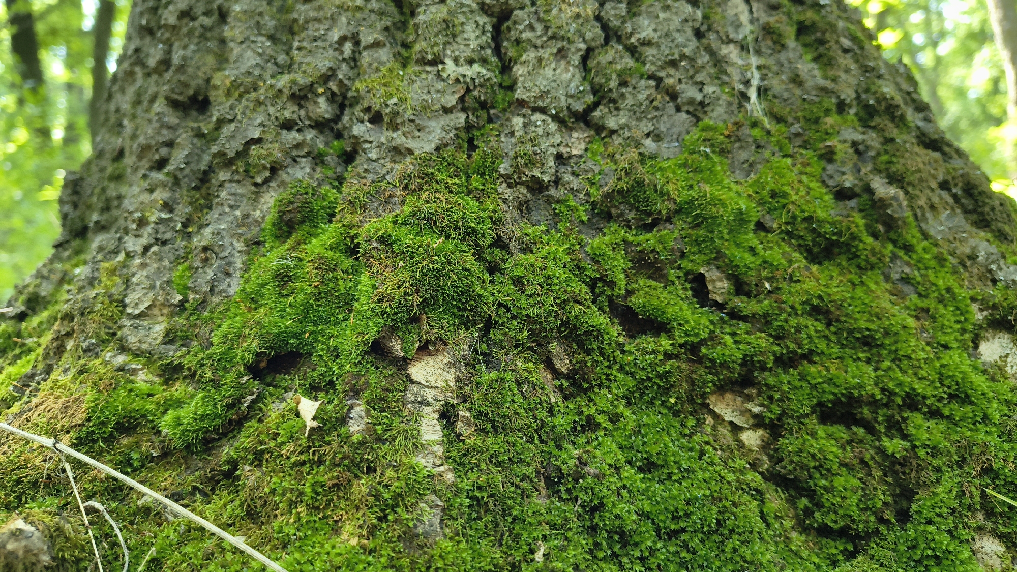 This is a close-up, eye-level shot of a tree trunk covered in lush green moss. The texture of the rough bark is visible beneath the soft, vibrant moss. In the background, out-of-focus green foliage suggests a natural, outdoor setting, likely a forest or park. The image was captured in Mikhaylovka, Russia, adding a geographical context to this natural scene. No people or specific actions are depicted; the focus is solely on the detailed texture and color of the moss-covered tree.
