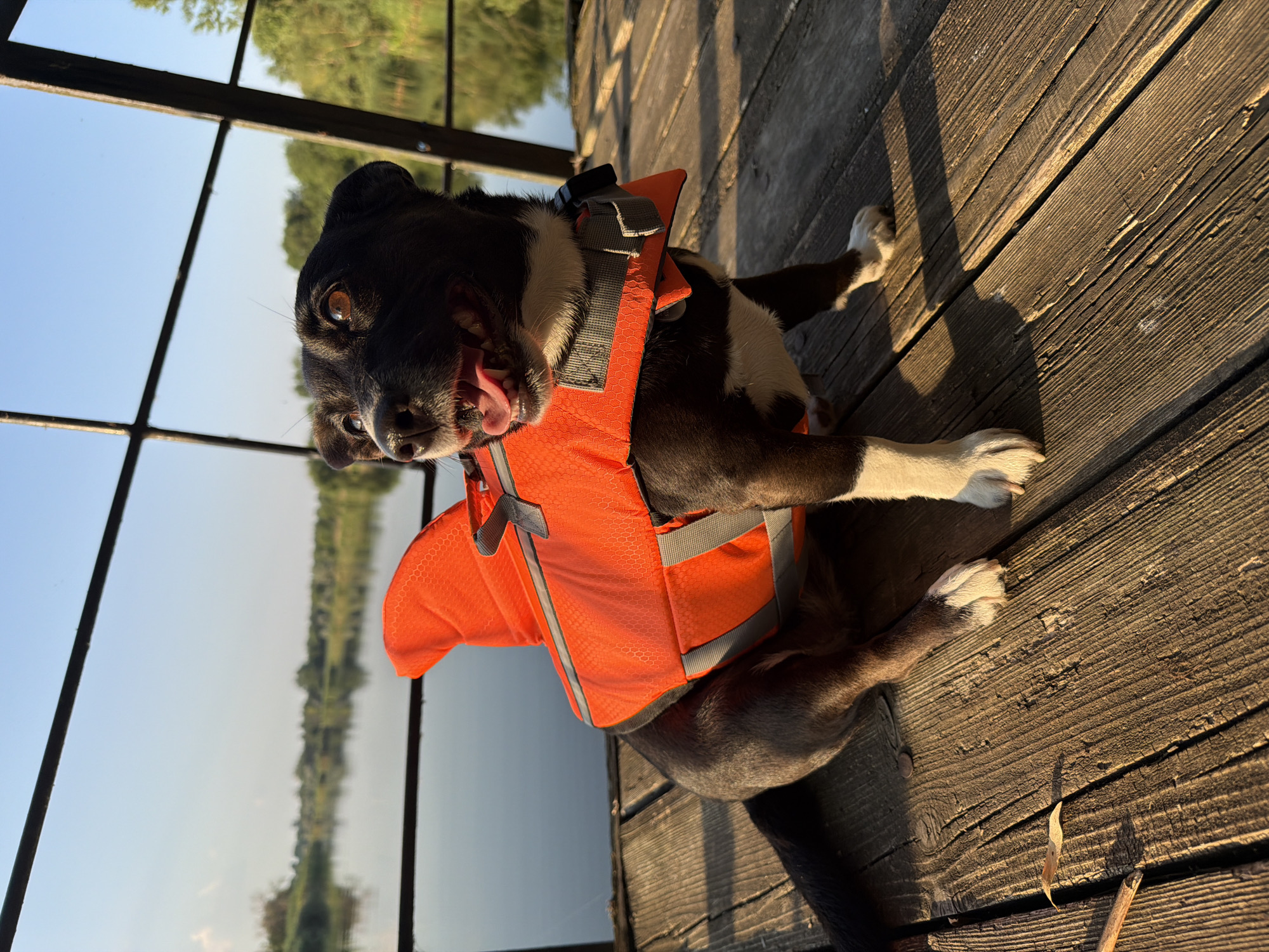 A black and white dog wearing an orange shark-fin-shaped life jacket sits on a wooden pier overlooking a body of water. The dog is in profile, facing right, with its mouth open and tongue visible. The water is calm and reflects the trees on the opposite bank. The sky is clear and blue. The sun is setting, casting long shadows across the pier. The location is identified as the city of Lozuvatka, Ukraine.