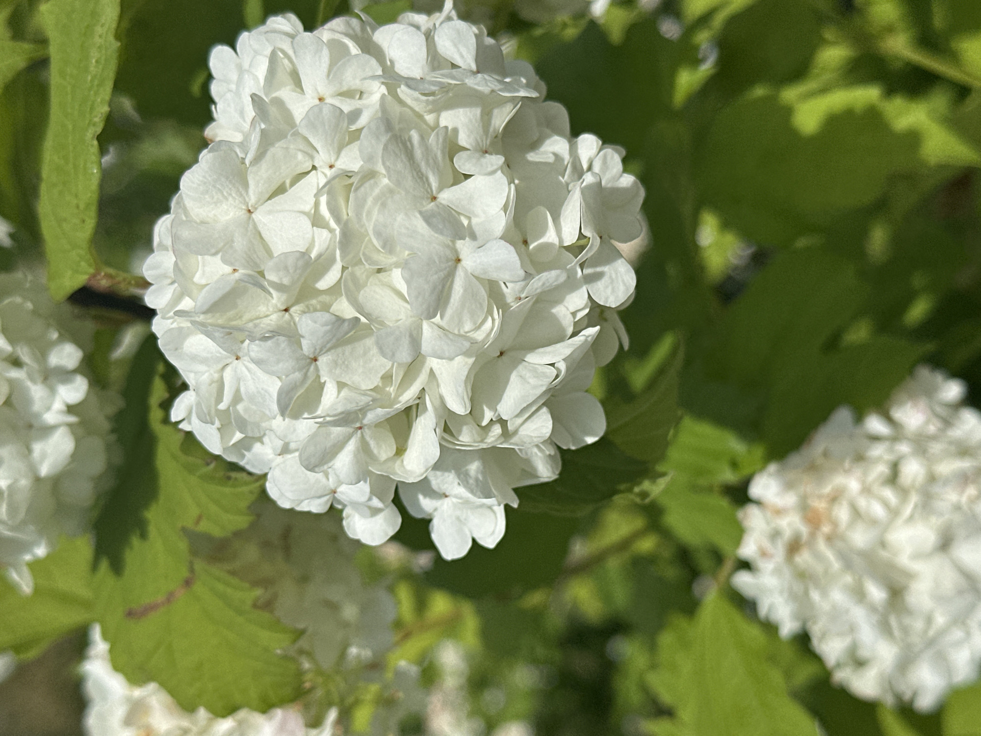 The image presents a close-up, high-focus shot of a large, spherical cluster of white flowers, consistent with a Snowball Viburnum, centrally positioned in the frame with a slight shift towards the right. The individual florets are densely packed, displaying intricate petal structures and subtle light brown or beige centers. Bright, direct sunlight illuminates the flowers, creating pronounced highlights and shadows that emphasize their three-dimensional form and texture. The background consists entirely of soft-focus green foliage, with blurred leaves and stems, indicating a shallow depth of field. Additional out-of-focus white flower clusters are visible in the upper and lower left corners of the composition. No individuals, animals, or man-made objects are present. The scene depicts a natural outdoor environment within Бараўлянскі сельскі Савет, Belarus.