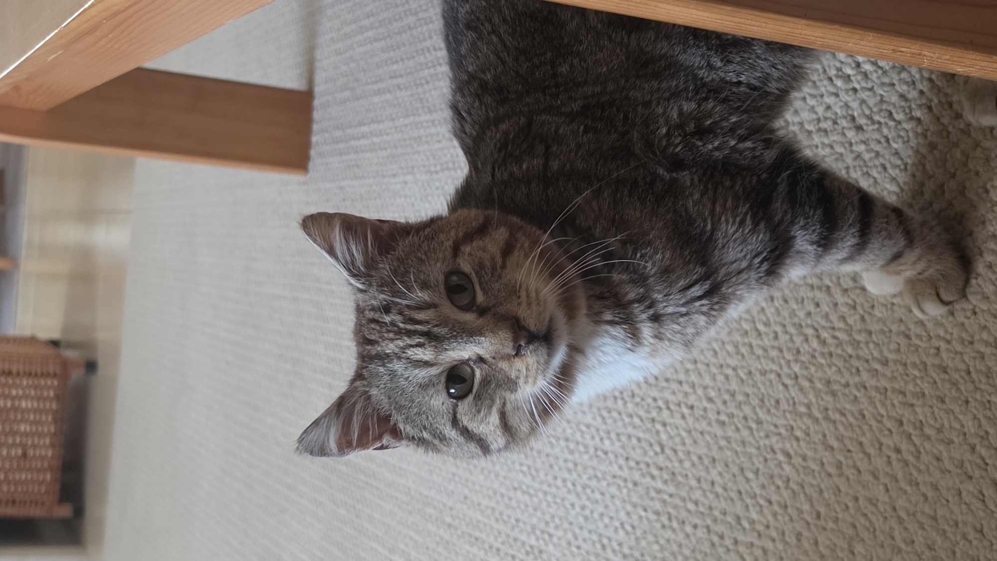 A gray tabby cat with white markings on its chest and face lies on a beige carpet, looking up at the camera. Part of a wooden table leg is visible in the upper left corner. The cat's fur is detailed, showing stripes and variations in color. The carpet has a looped texture. The cat is indoors. There is no information to place this image in Rogachevo, Bulgaria.