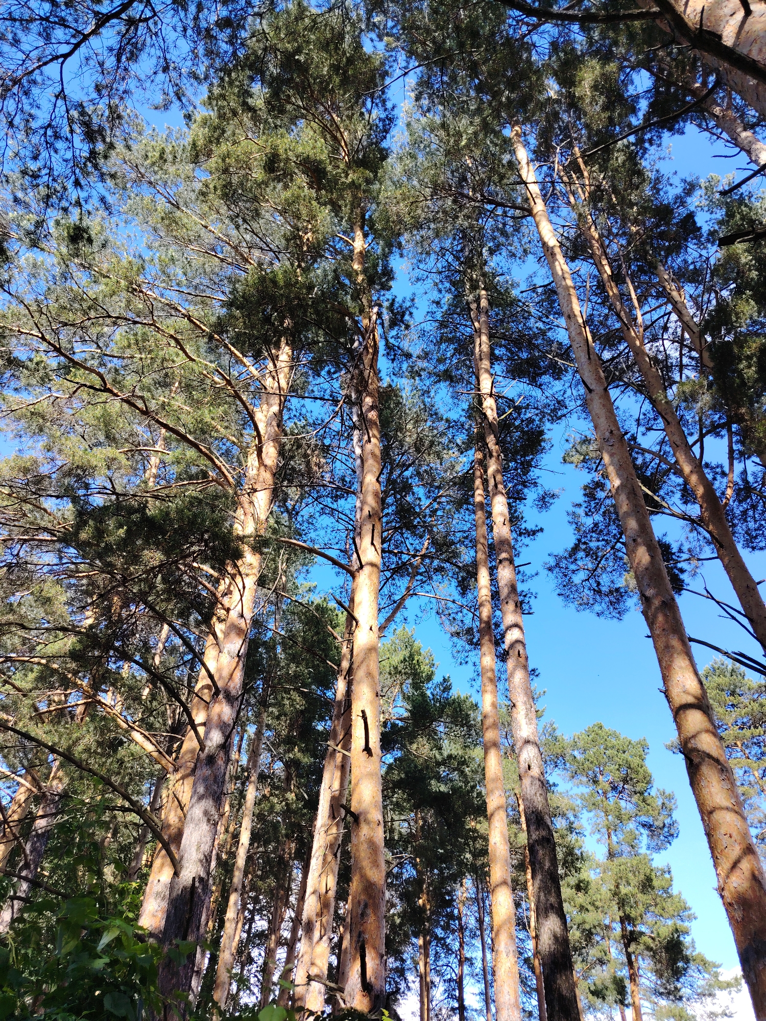 The image depicts a view looking upwards through a dense pine forest against a clear blue sky. The location is in the city of Chaikovsky, Russia. Tall, slender pine trees dominate the frame, their trunks exhibiting a reddish-brown bark. The branches are concentrated near the top of the trees, forming a canopy of green needles. Sunlight filters through the foliage, creating a play of light and shadow on the trunks. In the foreground, lower-lying green vegetation is visible.