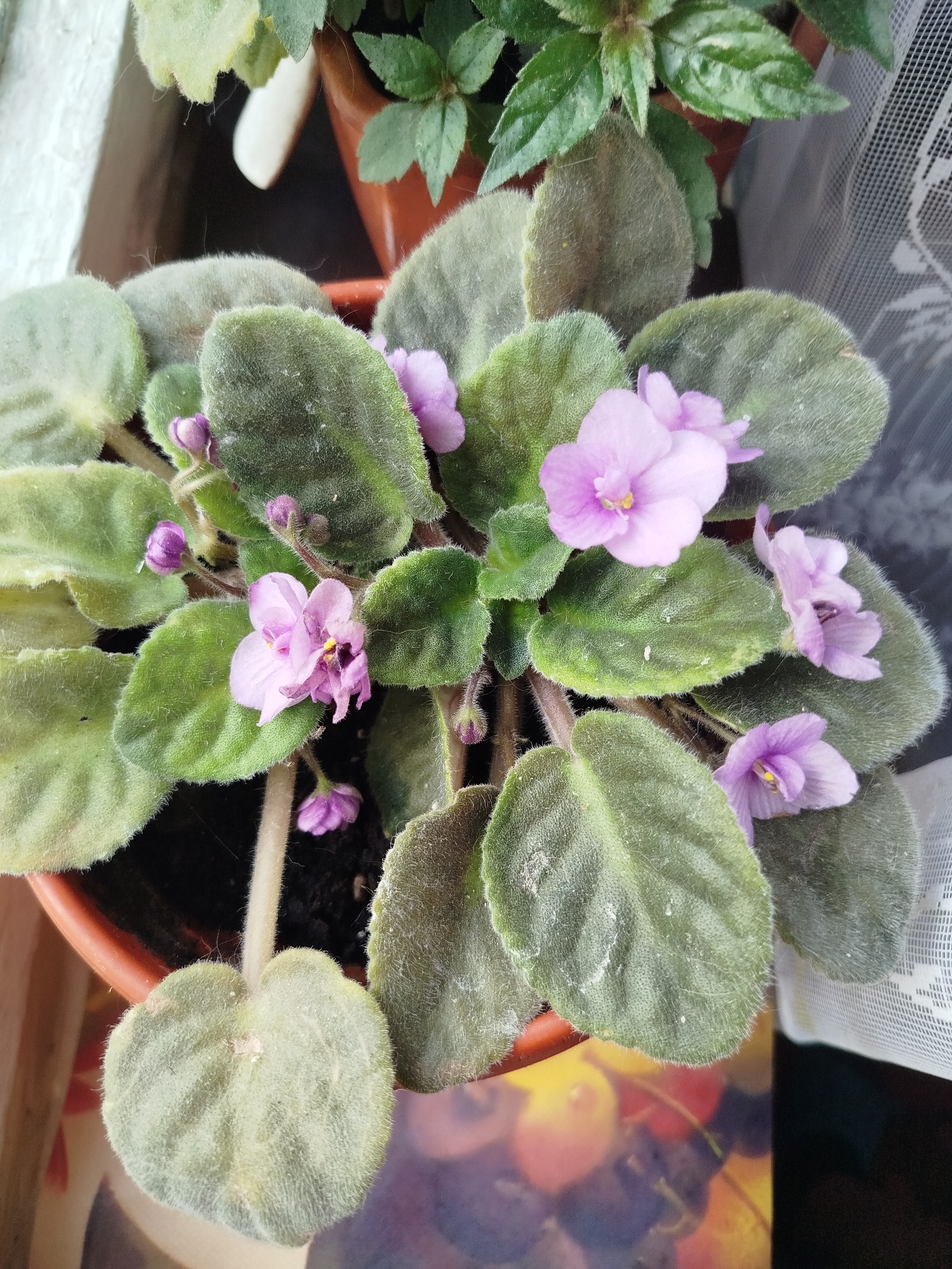 A potted African violet plant with several pale pink and purple flowers and buds is positioned in the foreground. The plant has large, fuzzy, green leaves with prominent veins. The pot is made of terracotta and is partially visible. In the background, a white net curtain is visible to the right, and a brown pot containing another plant is visible behind the African violet. The overall environment suggests an indoor setting, possibly a windowsill or a balcony in Romny, Ukraine.