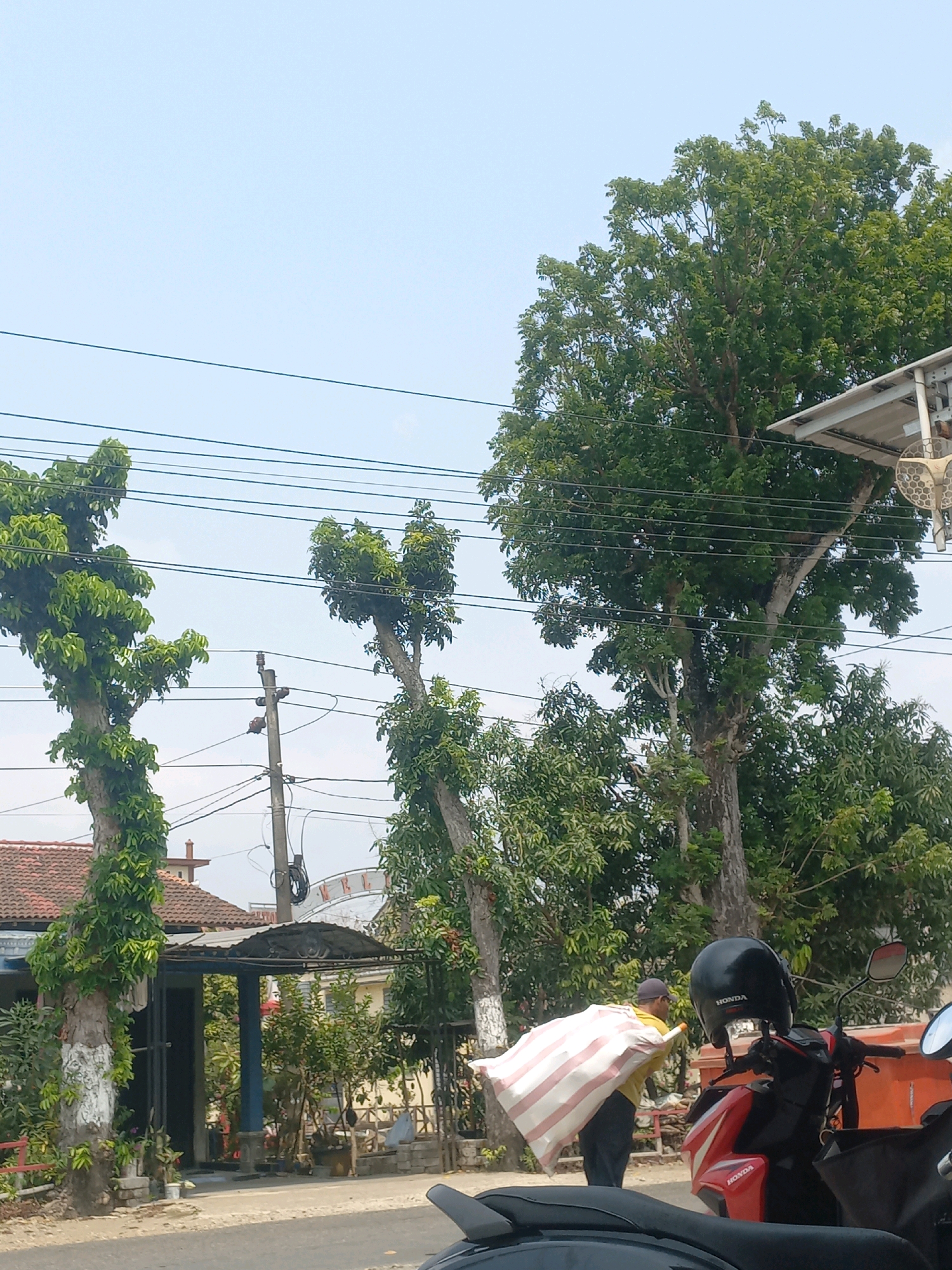 The image depicts a street scene in Baturetno, Indonesia, under a clear blue sky. In the foreground, a person wearing a yellow shirt and a dark baseball cap is carrying a large, striped bag over their left shoulder, walking from left to right. In front of the person, a red and black motorcycle is parked, with a black helmet on its handlebars. Behind the person, several trees with lush green foliage are visible, along with power lines stretching across the frame. To the left of the person, a building with a red tiled roof and an awning is partially visible, surrounded by plants. The ground appears to be paved, suggesting a road or pathway. The overall impression is a snapshot of daily life in a tropical or subtropical urban environment.