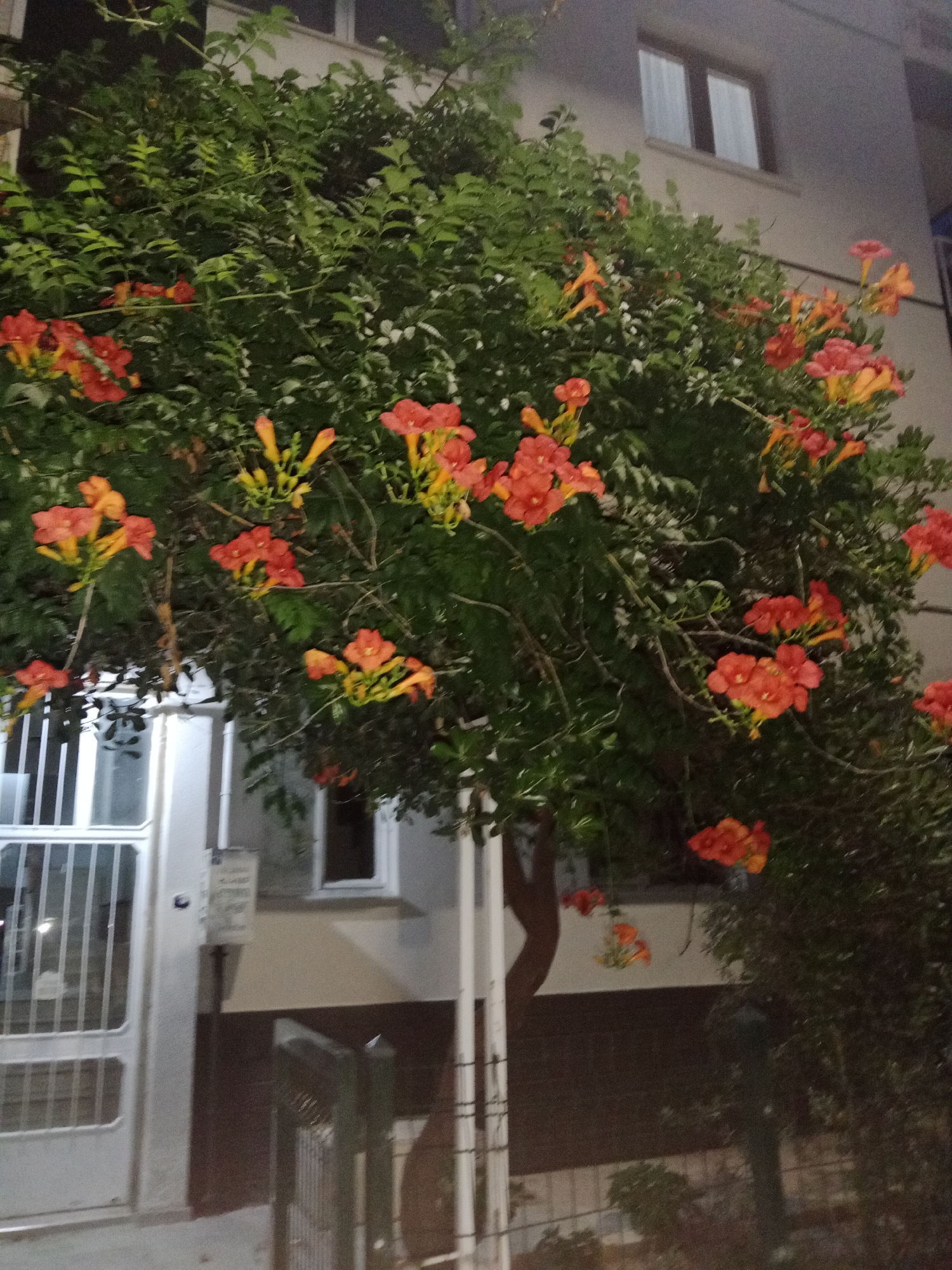 The image captures a building facade at dusk, with vibrant orange and yellow trumpet-shaped flowers blooming abundantly on a vine that cascades down the side of the structure. The building itself is modern, with large windows visible on multiple levels, some of which are illuminated from within. A white metal gate and a portion of another gate are visible on the left and bottom of the frame respectively, suggesting a residential or commercial property. The setting appears to be an urban or suburban environment, possibly in Karşıyaka, Turkey, given the architectural style and the presence of outdoor vegetation. The lighting suggests it is evening or early night, with ambient light from the building and possibly streetlights casting subtle shadows. The overall mood is serene and visually appealing, highlighting the beauty of nature intertwined with man-made structures. No people are visible in the image. There is a small, illegible sign attached to the wall near the left gate, but no other discernible text.