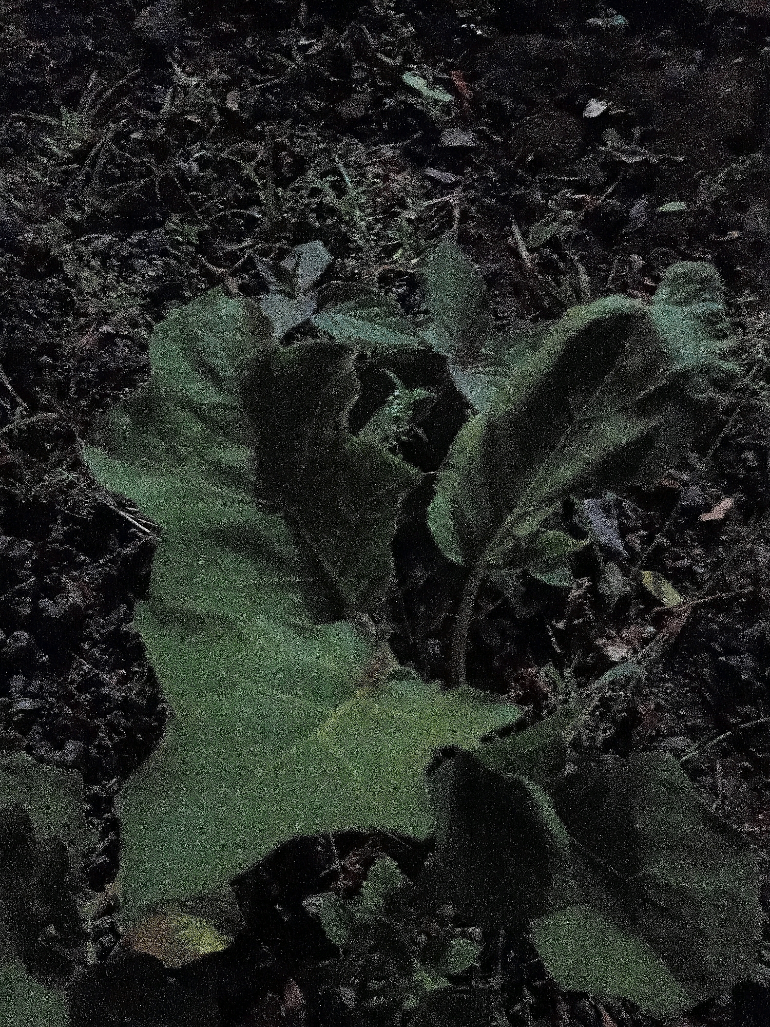 The image shows a close-up, low-angle view of a plant with large, dark green leaves growing in dark, loamy soil with some dry leaves and debris. The lighting is dim, and the image has a grainy texture. The scene appears to be outdoors, possibly in a garden or natural setting. There are no people or animals visible in the image, and no specific landmarks or urban features are identifiable to pinpoint a location within Cikal, Indonesia.