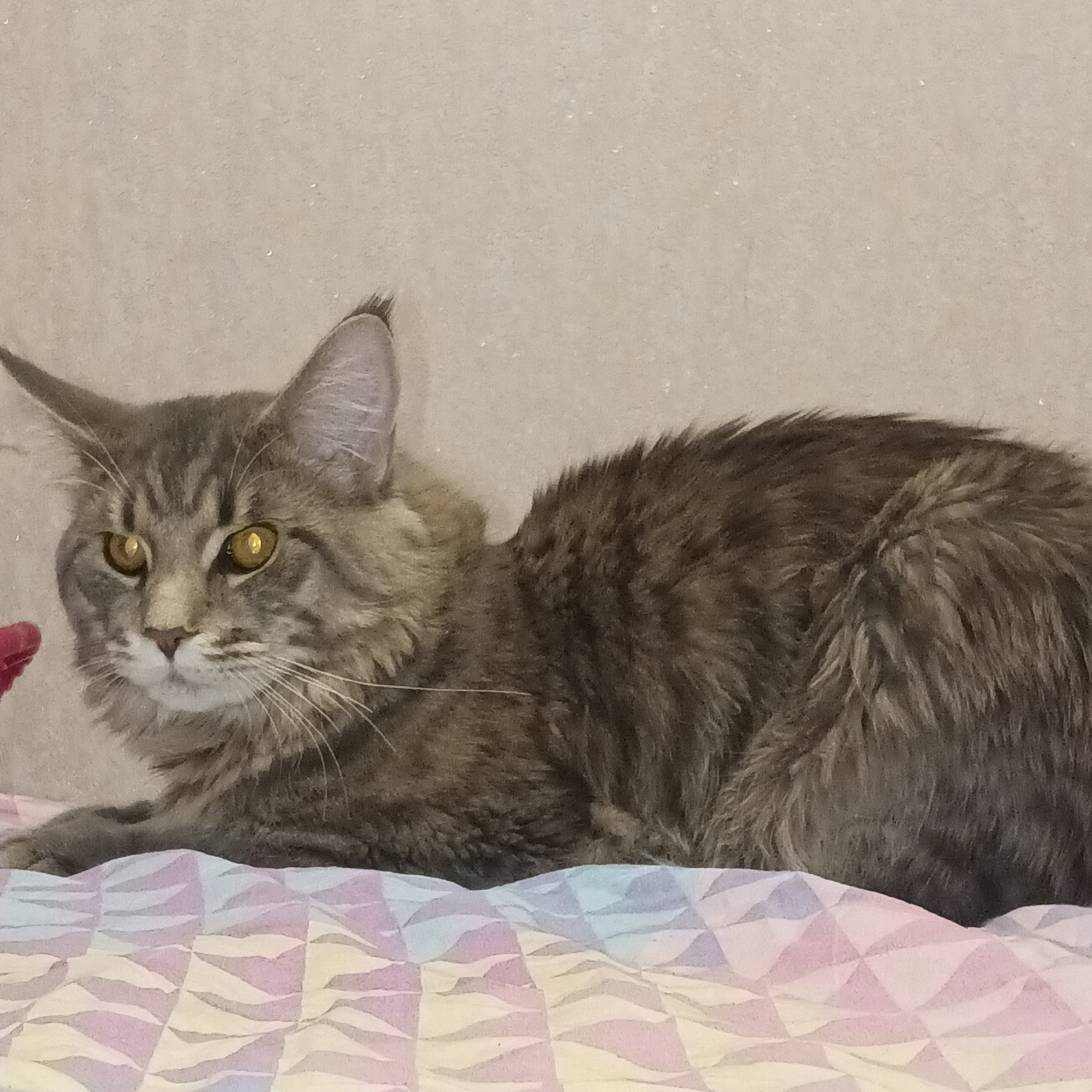 A medium-sized, grey tabby Maine Coon cat is lying on a bed covered with a quilt in a room in Chaikovsky, Russia. The cat has amber eyes, long ear tufts, and a dense, multi-layered coat. The quilt features a geometric pattern in pastel colors, including pink, blue, and beige. The background is a plain, light-colored wall. The cat appears relaxed and alert.