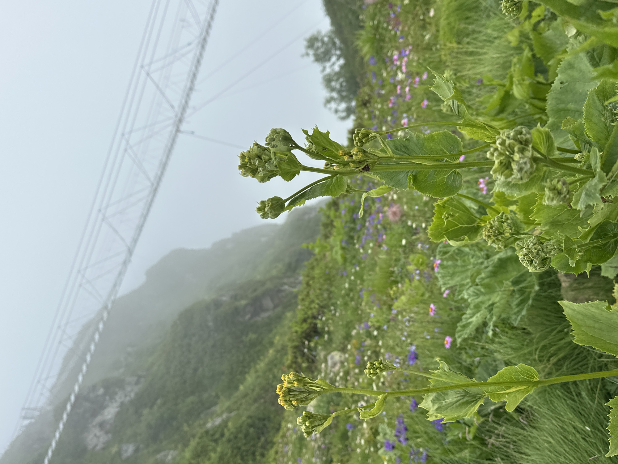 The image depicts a meadow with various wildflowers, predominantly in shades of purple, pink, and white, set against a backdrop of a steep, green mountainside shrouded in mist. In the upper right quadrant of the image, a long, white suspension bridge is visible, appearing to traverse the misty mountain slope. In the foreground, several green plants with unopened buds are in focus, with one plant on the left featuring small yellow flowers. The scene is characterized by a soft, diffused light, consistent with a foggy or overcast day. The location is identified as Estosadok, Russia.