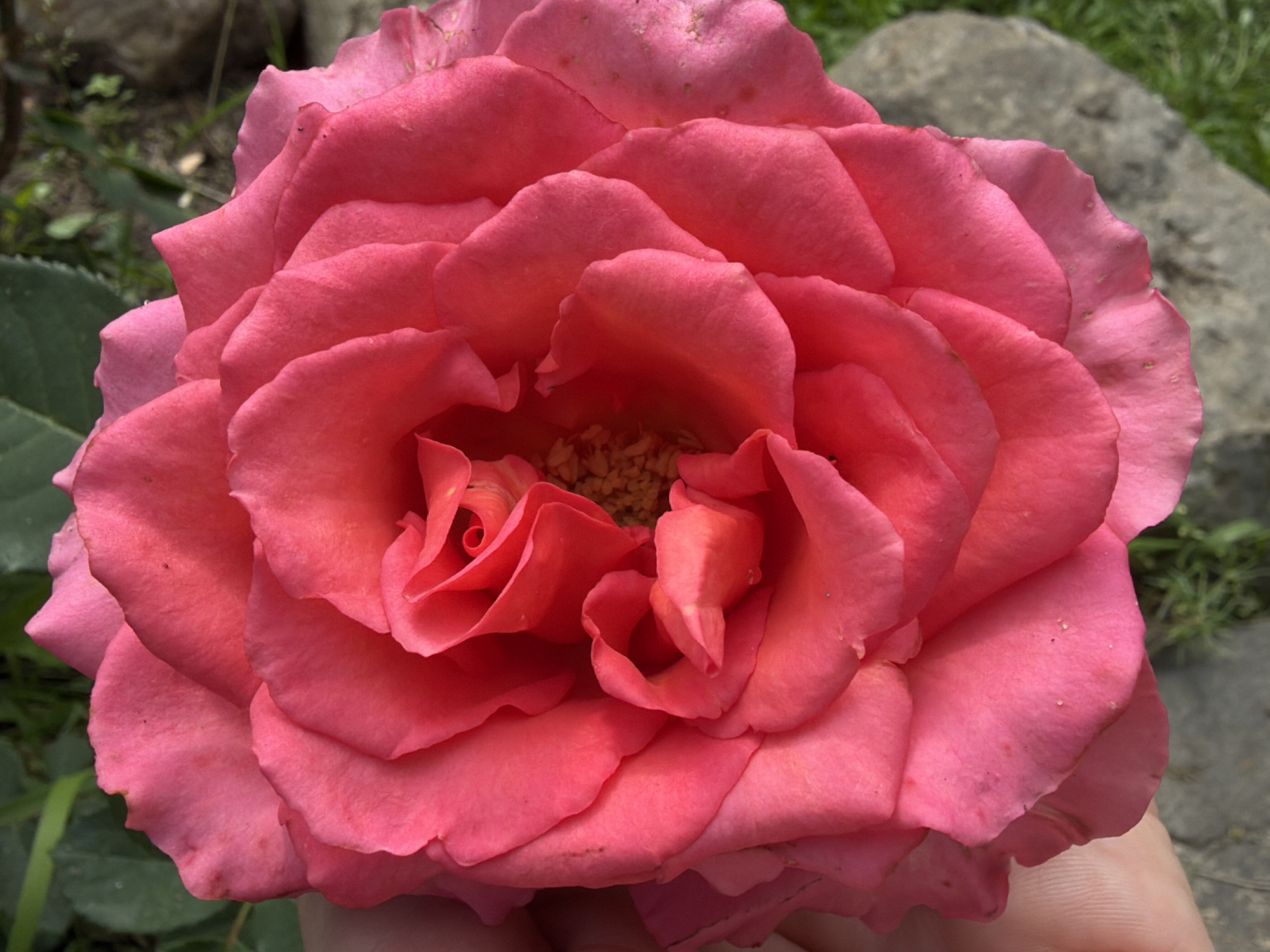 A close-up, overhead shot captures a vibrant pink rose bloom. The rose is the central focus, with its petals unfurling in multiple layers, revealing a delicate swirl in the center. The texture of the petals is finely detailed, showing slight imperfections and a velvety sheen. A human hand is visible on the left side of the frame, gently supporting the rose. The background consists of blurred green foliage, grass, and two large, gray stones. The overall impression is a natural, outdoor setting, possibly a garden. No specific location in Pokrov, Russia, can be identified from the image itself.