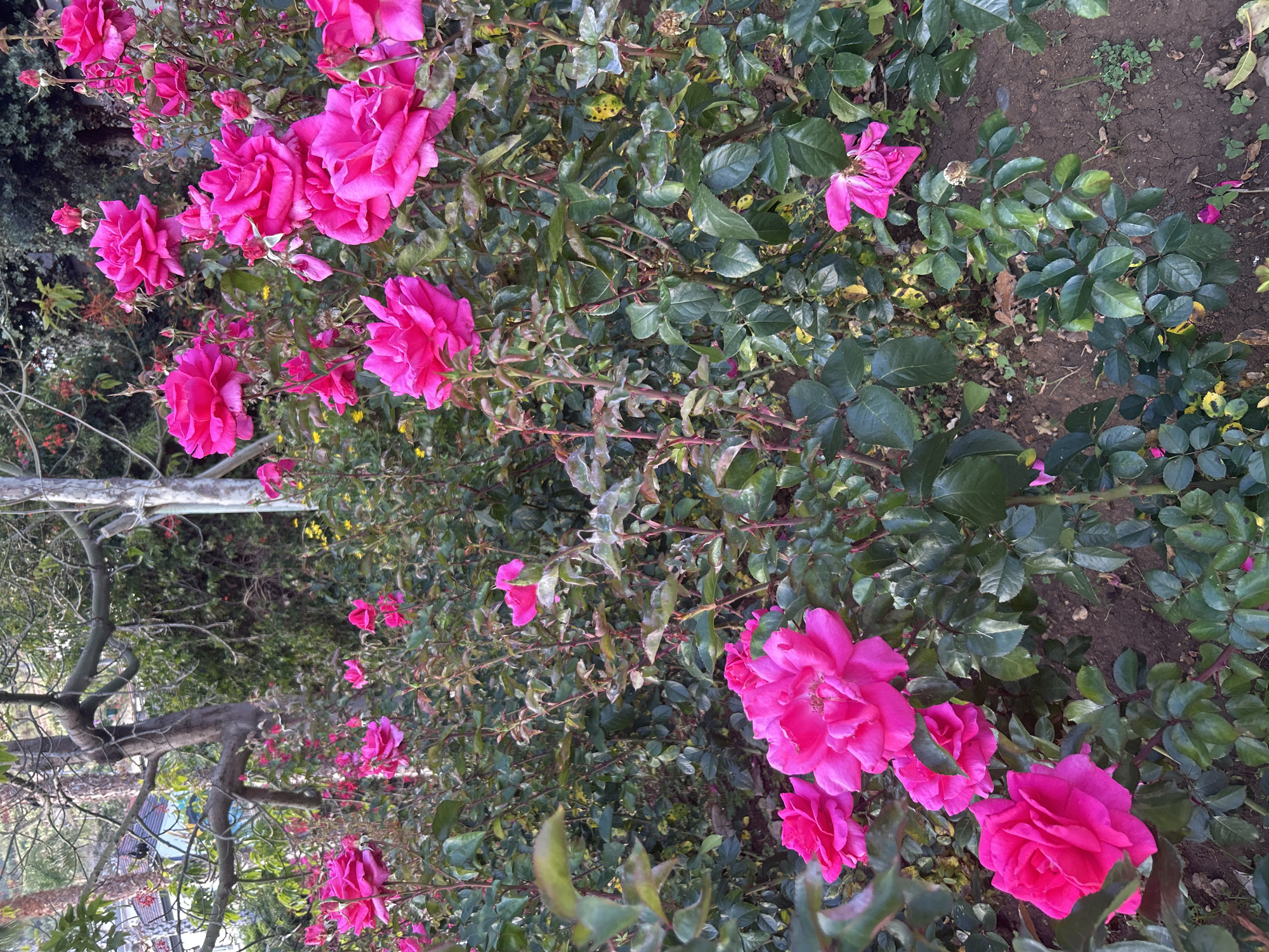 The image depicts a vibrant rose bush with numerous bright pink roses in full bloom. The roses are clustered among green leaves, with some showing signs of discoloration or wear. The background includes other foliage, suggesting a garden or park setting. Bare branches are visible in the lower left corner, possibly from a tree or shrub. The ground beneath the bush appears to be soil with some scattered leaves and debris. The scene is likely set in a garden or public park within the city of Câmara de Lobos, Portugal. No people are visible in the image.