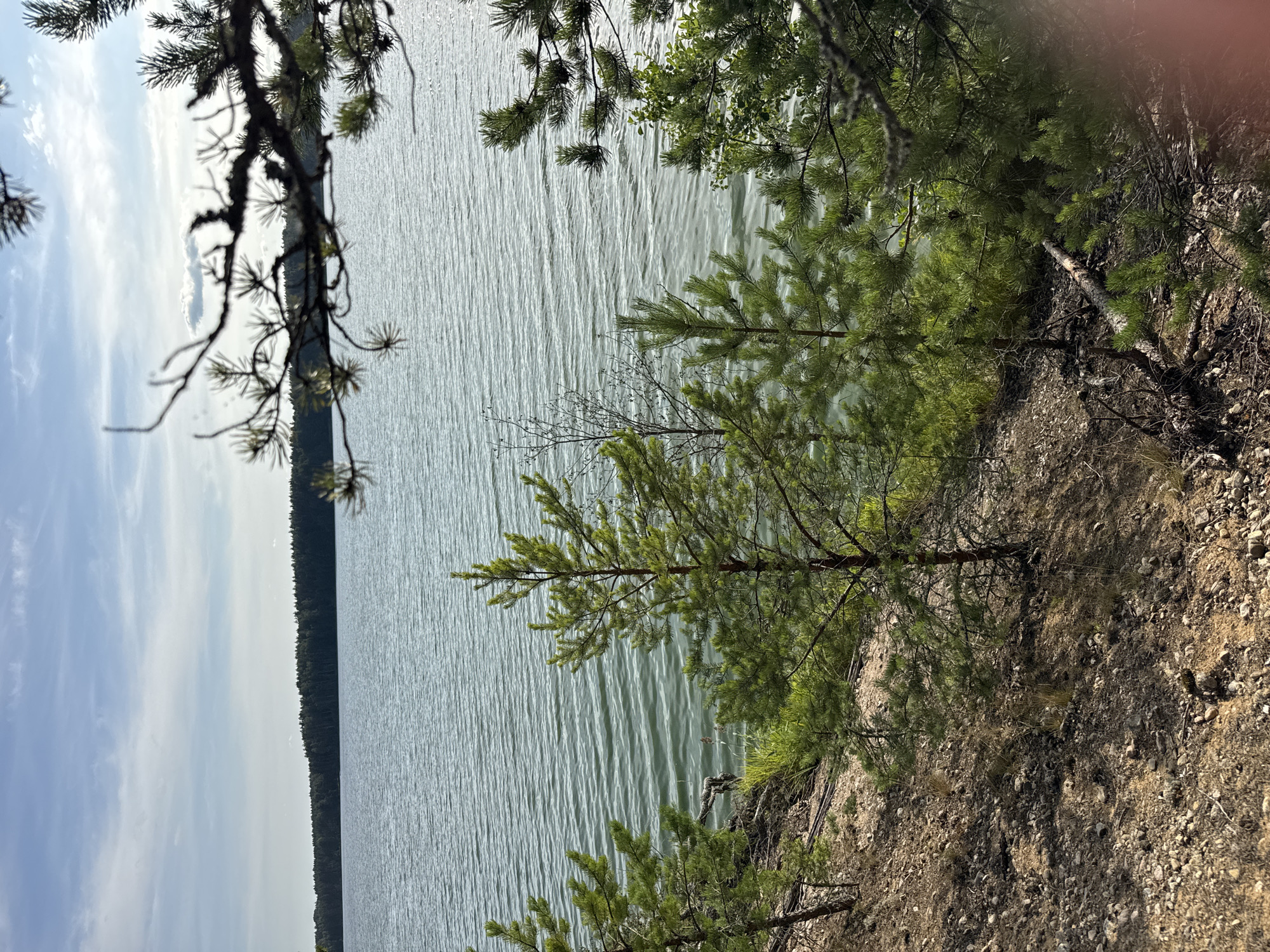 The image depicts a natural landscape near Priladozhskoe, Russia. In the foreground, a sandy and rocky slope is covered with sparse vegetation, including pine trees and dry grasses. The slope leads down to a body of water, likely Lake Ladoga, characterized by its calm surface with visible ripples and a slight shimmer from sunlight. Across the water, a dense forest lines the horizon, suggesting a vast wooded area. The sky above is partly cloudy with patches of blue, indicating fair weather. The overall scene conveys a sense of tranquility and the natural beauty of the region.