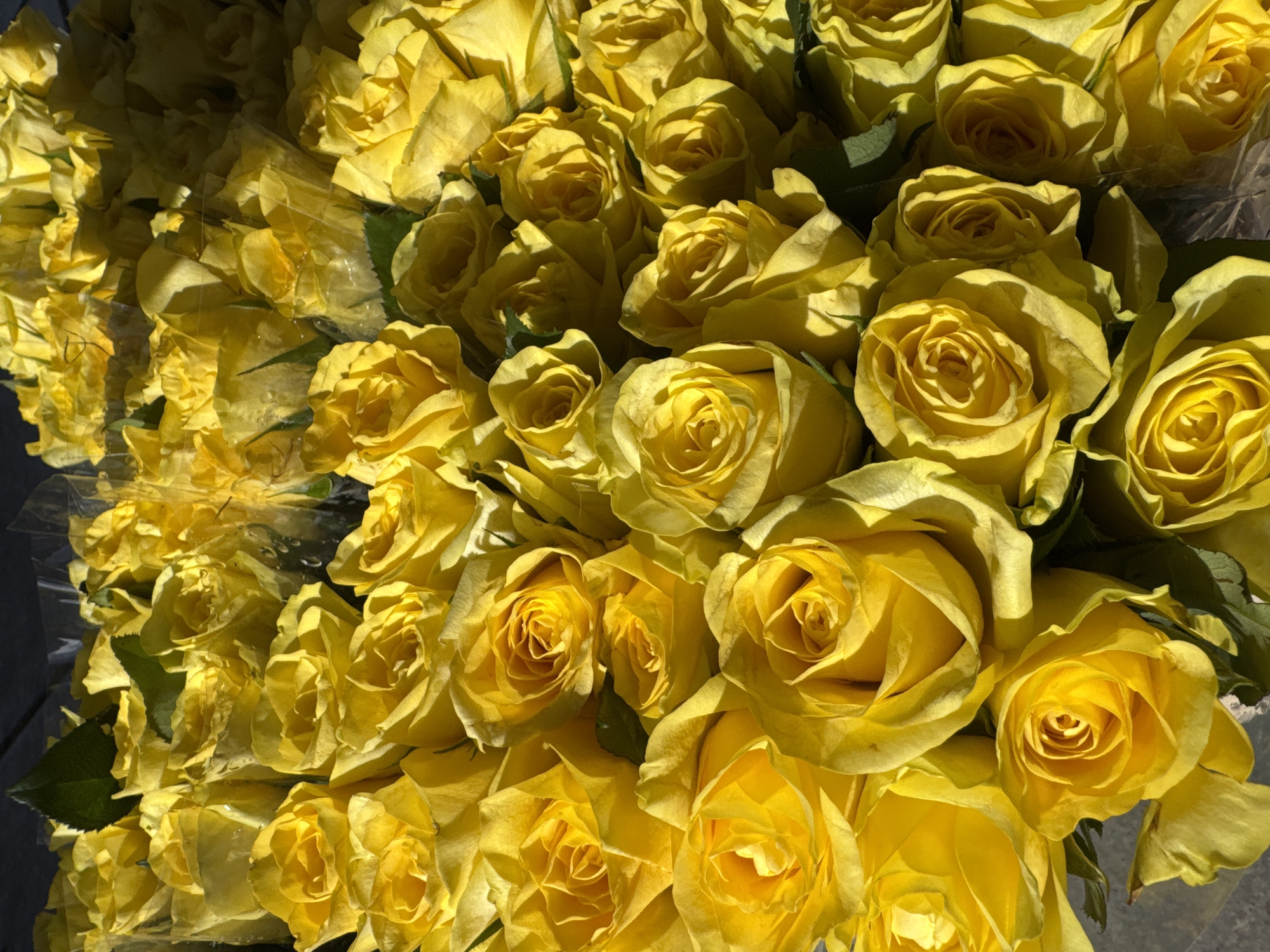 A close-up, overhead shot features a vibrant bouquet of yellow roses. The flowers are tightly packed together, with some individual blooms clearly defined and others blurred into a mass of color. The petals are a rich, sunny yellow, some appearing dewy. The roses are wrapped in clear plastic, which catches the light and creates a glossy effect. A few dark green leaves are interspersed among the blossoms. The background is dark and out of focus, suggesting the bouquet is the sole subject. The lighting is bright, casting sharp shadows and highlighting the textures of the petals. There is no indication of the location within the city of Ferwert, Netherlands.