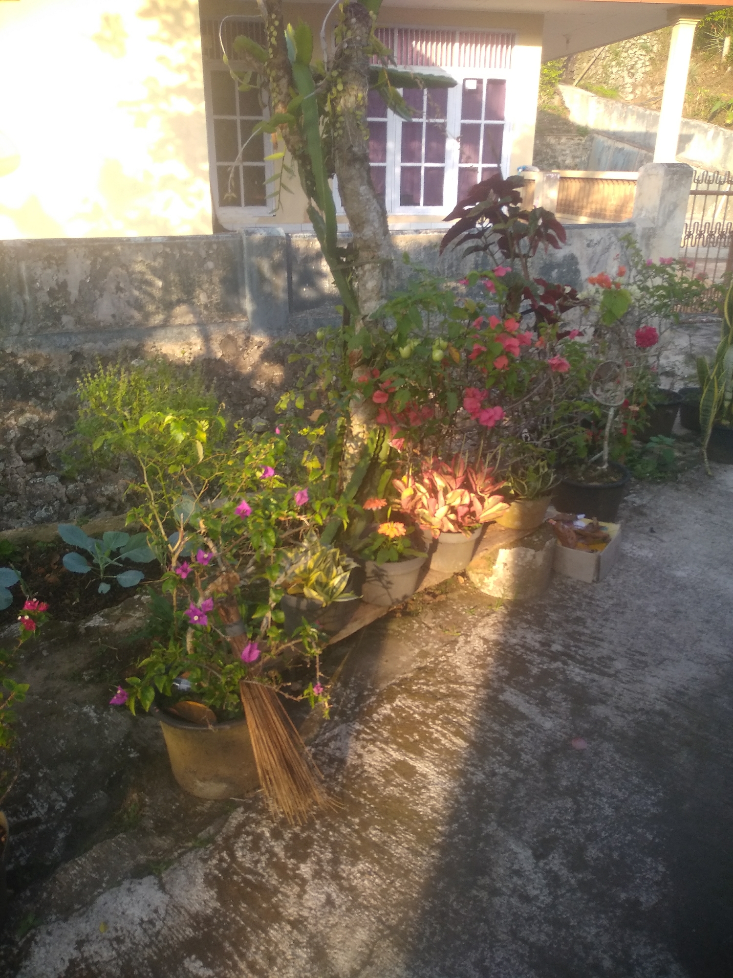 The image shows a garden area in Sagalaherang, Indonesia, likely a residential property. In the foreground, several potted plants are arranged on a concrete surface. These plants include those with pink and red flowers, as well as leafy green varieties. A broom made of dry twigs leans against a large tan pot. In the background, a light-colored building with a window with white panes and purple tint is visible. The building's exterior wall is textured concrete. Sunlight casts strong shadows on the ground, indicating it is likely late afternoon. The environment appears to be a typical home garden in an Indonesian setting.