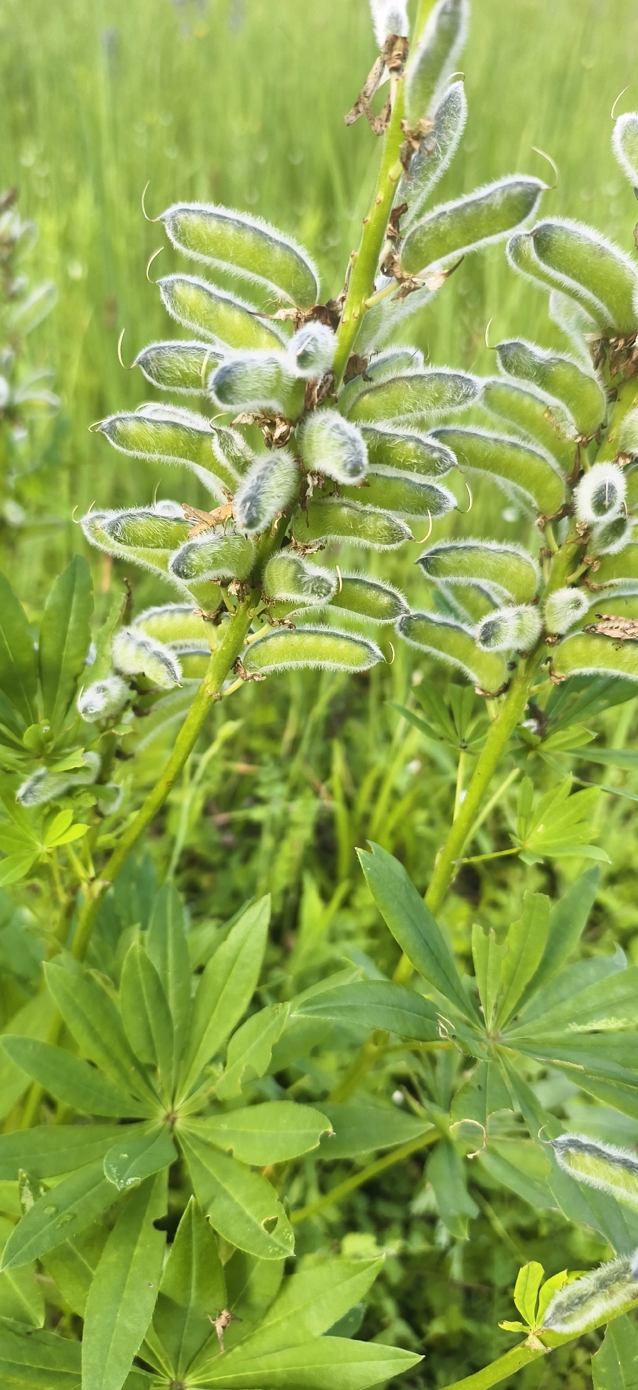 A close-up, vertical, eye-level, outdoor shot focuses on a stalk of lupine seed pods in Oralki, Russia. The pods are green and fuzzy, with small, curved tendrils at their tips. The background is a blur of green grass and foliage. A small grasshopper is visible on one of the seed pods. The lighting is natural and diffused, suggesting an overcast day or the shade of a tree.
