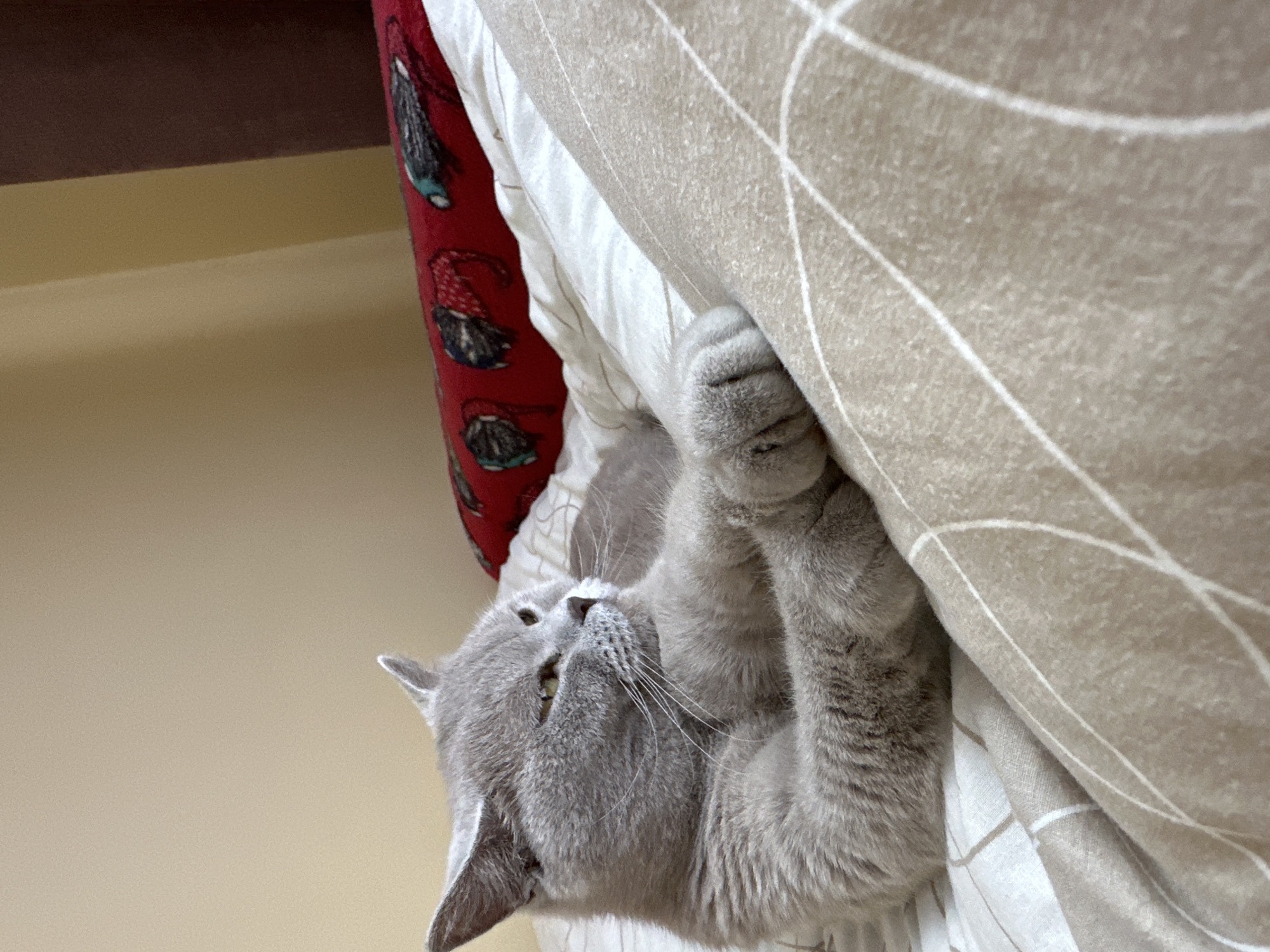 A light gray cat with yellow eyes is lying on a bed. The cat is curled up, with its paws tucked beneath its body and its head resting on its front legs. The cat's fur is short and soft, and its eyes are half-closed. The bed is covered with a beige blanket with a geometric pattern, and a red pillow with a bird print is visible in the background. The lighting in the room is soft and warm, suggesting it might be daytime. The scene is peaceful and cozy. There is no information provided about the location in Ternopil, Ukraine.