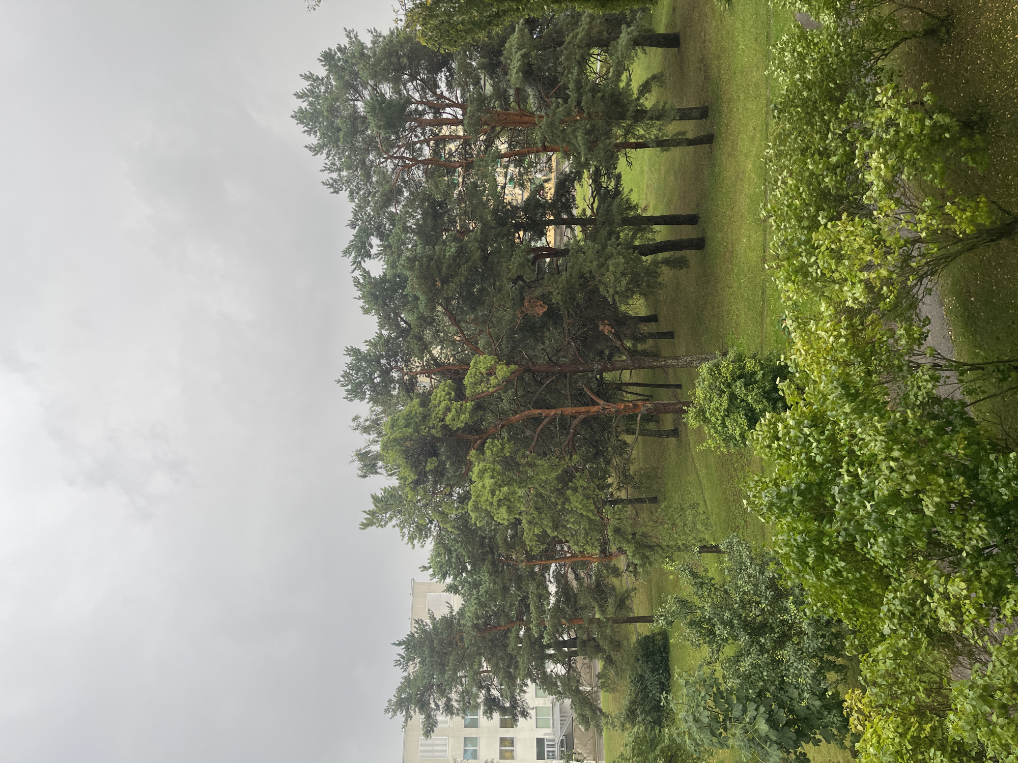 A medium shot shows a cluster of pine trees in a park with a building and a cloudy sky in the background. The trees have green needles and brown bark. The building is tall and modern, with white siding and several windows. The sky is overcast and gray. In the foreground, there are more trees and bushes with green leaves. The ground is covered in grass and some scattered leaves. There are no people or animals visible in the image. The scene appears to be in an urban park in Tallinn, Estonia, possibly in the Lasnamäe district, which is known for its residential buildings and green spaces.