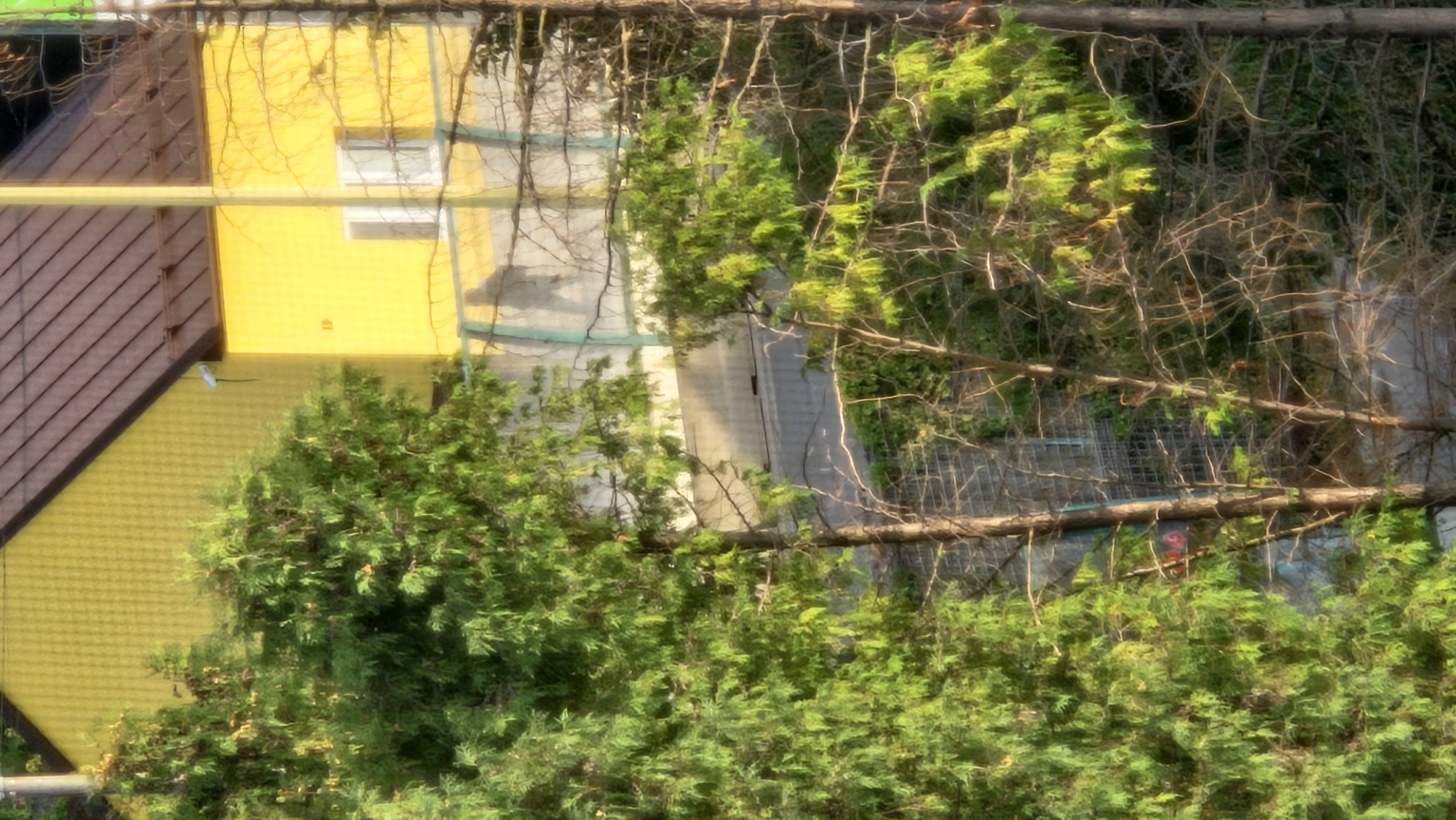 The image captures a section of a yellow building with a brown roof, likely a residential structure. In the foreground, dense green foliage from coniferous trees obscures parts of the scene. A light-colored, weathered fence or railing runs horizontally across the middle ground, behind which a concrete wall is visible. Two distinct human silhouettes are discernible on the other side of the fence, suggesting they are standing or walking behind it. The overall setting appears to be outdoors, possibly in a residential area or a park. The specific location within Prešov, Slovakia, cannot be determined from the visual information alone.