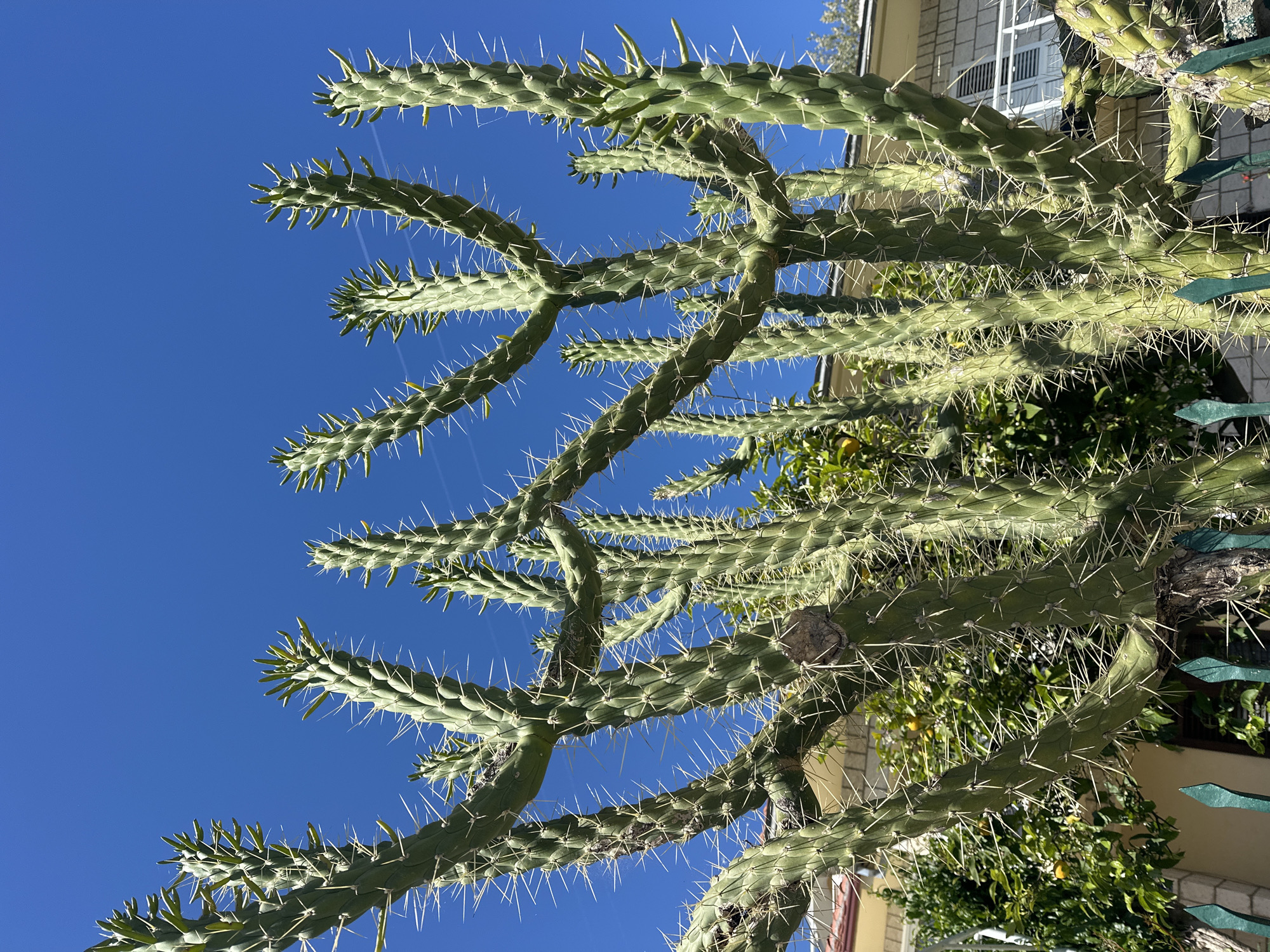 The image depicts a Cylindropuntia species cactus against a clear blue sky. The cactus is mature with segmented cylindrical stems covered in spines. The scene appears to be in a domestic garden, given the presence of a building, fence, and other garden plants. The location is inferred to be Đenovići, Montenegro, based on the context. No people are visible.
