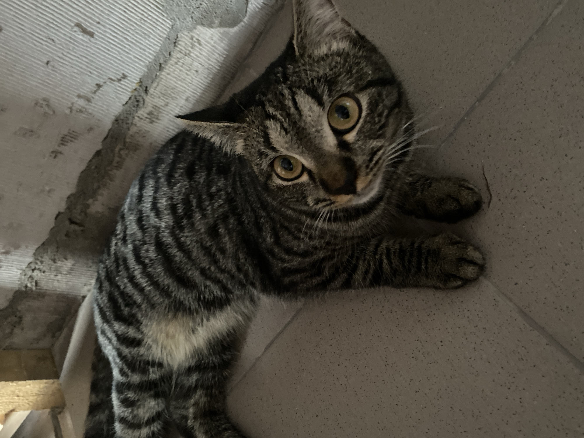 A tabby cat with striking green-yellow eyes is captured in a close-up, high-angle shot, looking directly at the camera with an attentive and curious expression. The cat has distinct dark grey and black stripes across its body, with lighter grey and some white fur visible on its chest and belly. Its ears are perked, and its whiskers are prominent.
The cat is positioned between two different surfaces. To its upper left, an unfinished or utilitarian light grey wall or ceiling features rough, horizontal ridges, possibly from concrete or plaster. This area appears textured and somewhat raw. To the cat's lower right, a smooth, light grey or beige tiled surface is visible, likely a floor or countertop, characterized by subtle speckling and faint grout lines.
The cat appears to be lying down or crouching, with one front paw resting on the tiled surface. The lighting suggests an indoor setting, possibly with artificial illumination. No text is visible in the image. The scene depicts an indoor environment, potentially a space under construction or a utility area, given the contrast between the rough wall and the finished tiled surface.