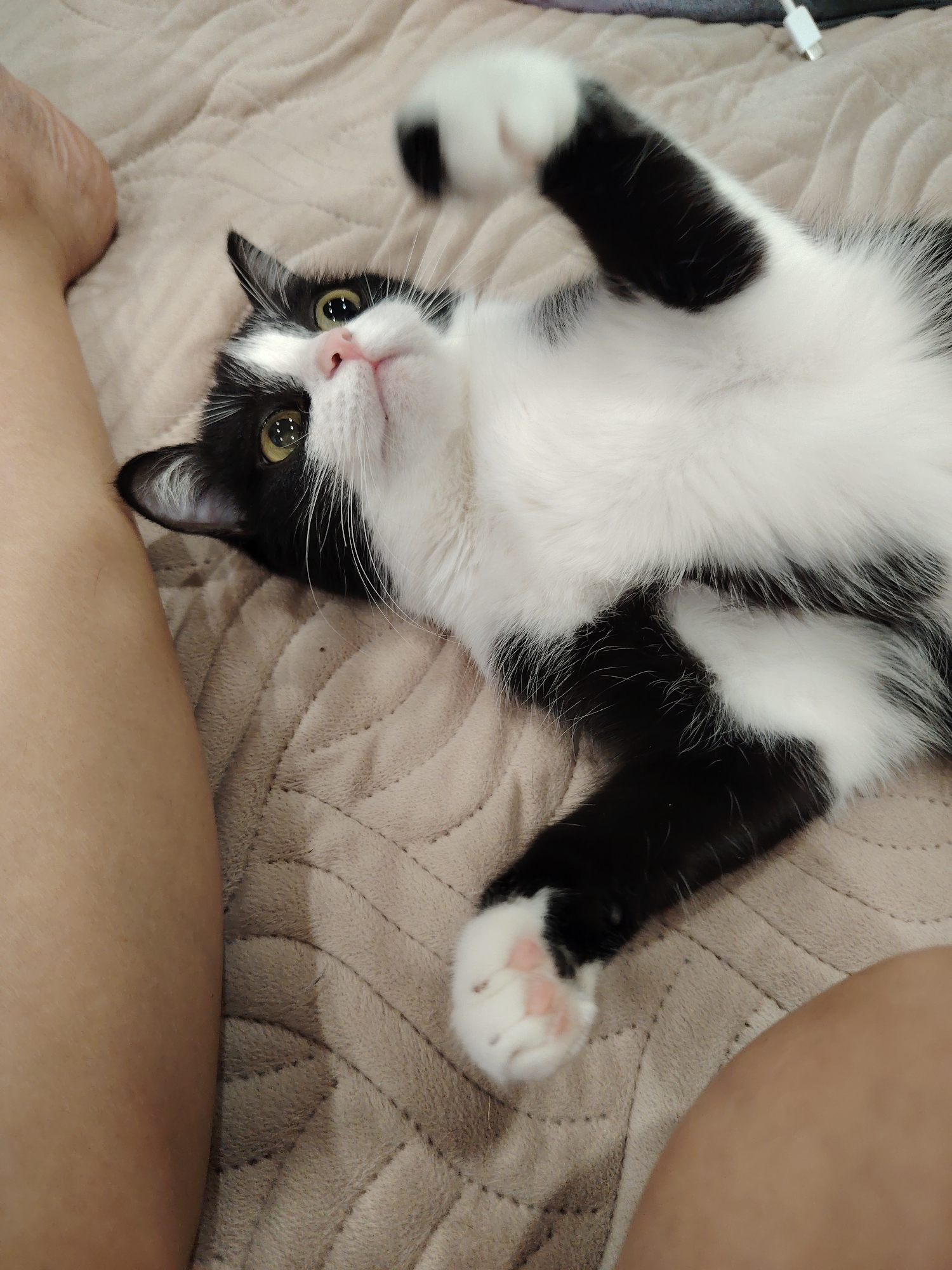 A black and white cat is lying on its back on a textured beige blanket. The cat is looking up at the camera with its mouth slightly open and its tongue visible. One of its front paws is raised in the air, and its hind legs are bent. The cat's fur is mostly white with black patches. The background is a plain beige blanket with a subtle quilted pattern. There are also parts of a person's legs visible on the left and right sides of the image.