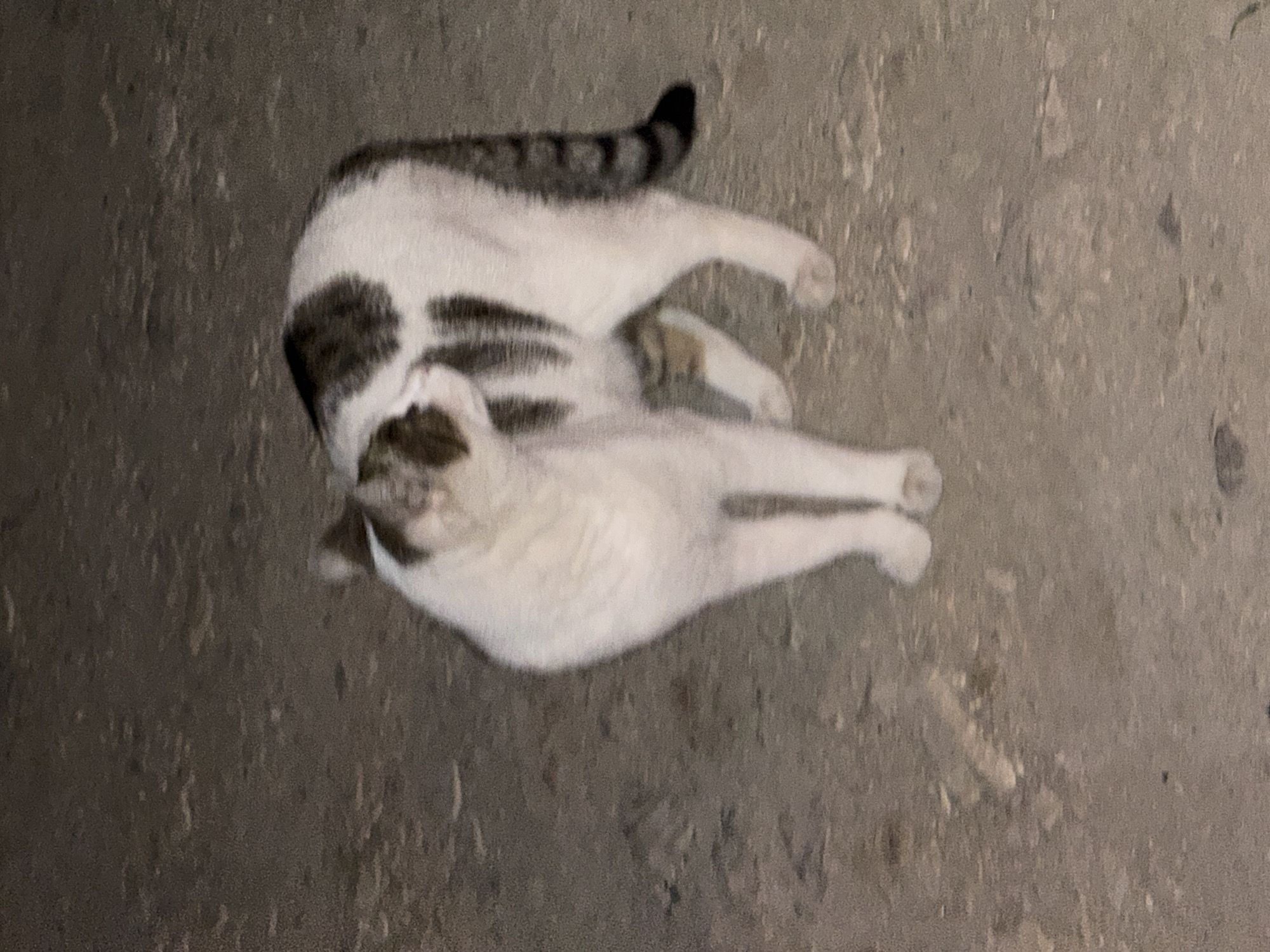 A cat is lying on a concrete surface. The cat is primarily white with gray and black markings. The cat is positioned at an angle, facing the upper left of the frame. The concrete surface is a dull gray. The location is in the city of Unknown, Unknown.