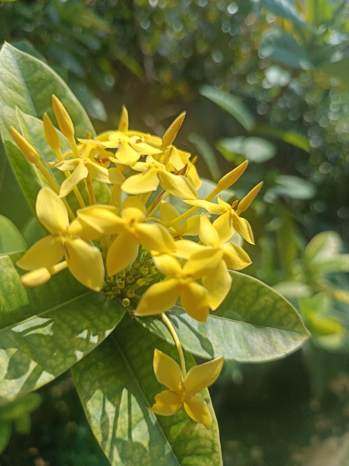 The image depicts a close-up view of a cluster of bright yellow flowers and accompanying green foliage, illuminated by direct sunlight. The central subject is an inflorescence composed of numerous small, four-petaled, yellow flowers, some fully open and others appearing as elongated, pointed buds. Surrounding and supporting the flowers are several ovate, dark green leaves, exhibiting visible venation and areas of lighter green or yellowish discoloration. Shadows of leaves are cast upon other leaves. The background is largely out of focus, rendered as blurred green foliage with numerous circular bokeh highlights, indicative of dappled sunlight. No people, animals, or artificial objects are visible. The image provides no discernable information to determine its specific geographical location, including the city of Gotha, Germany.