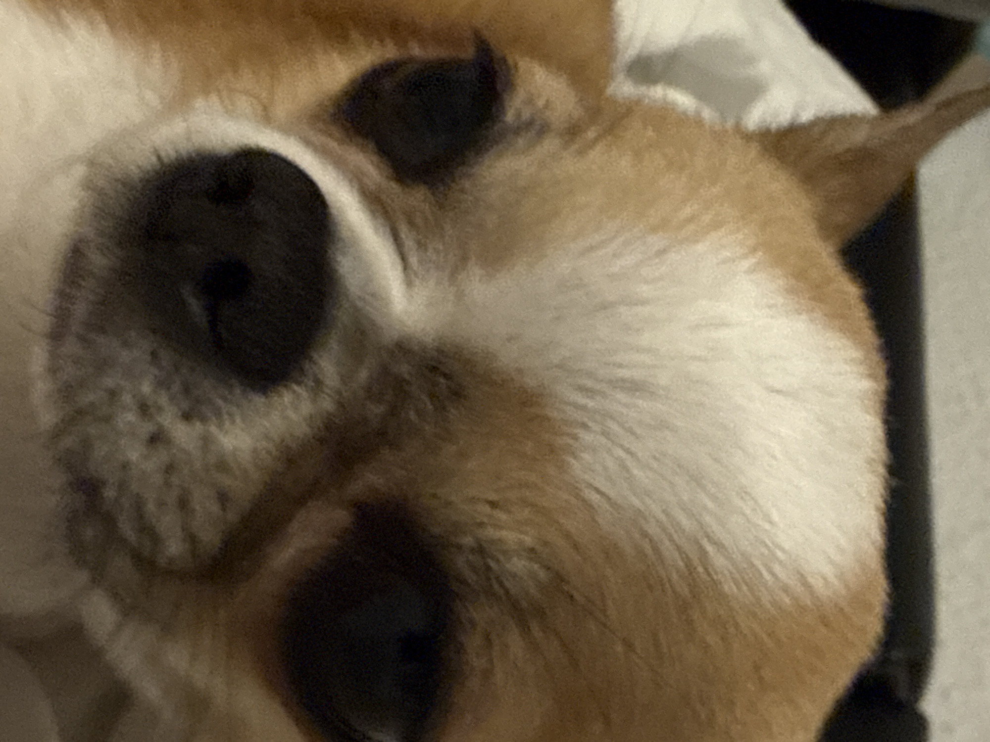 A close-up photograph shows a Chihuahua dog lying down, possibly on a soft surface. The dog has a light tan and white coat. Its black nose is prominently featured, and its eyes are closed. The scene suggests a domestic setting, with the dog resting comfortably. There is no indication of the location of Berlin, Germany in the image.
