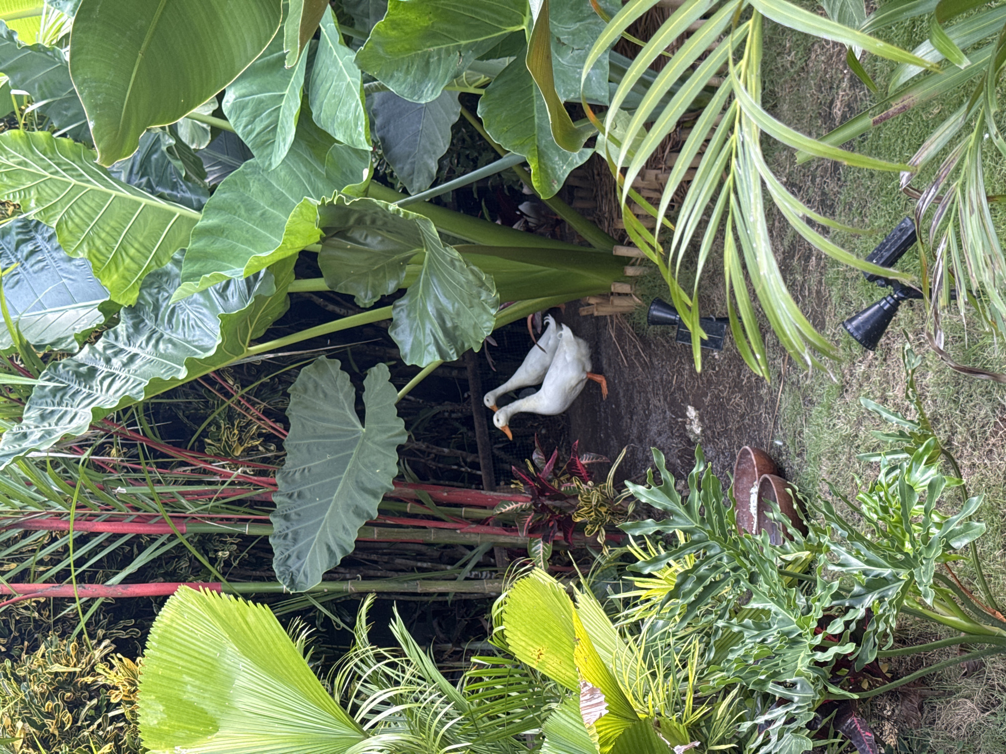 The image, potentially taken in Kuta Selatan, Indonesia, depicts a lush, tropical garden scene. A pair of white duck statues are nestled amongst the foliage, specifically large green leaves that look like taro. Red bamboo stalks, palm fronds, and other greenery are also visible. Garden lights are visible. There is a brown ceramic pot on the right of the image.