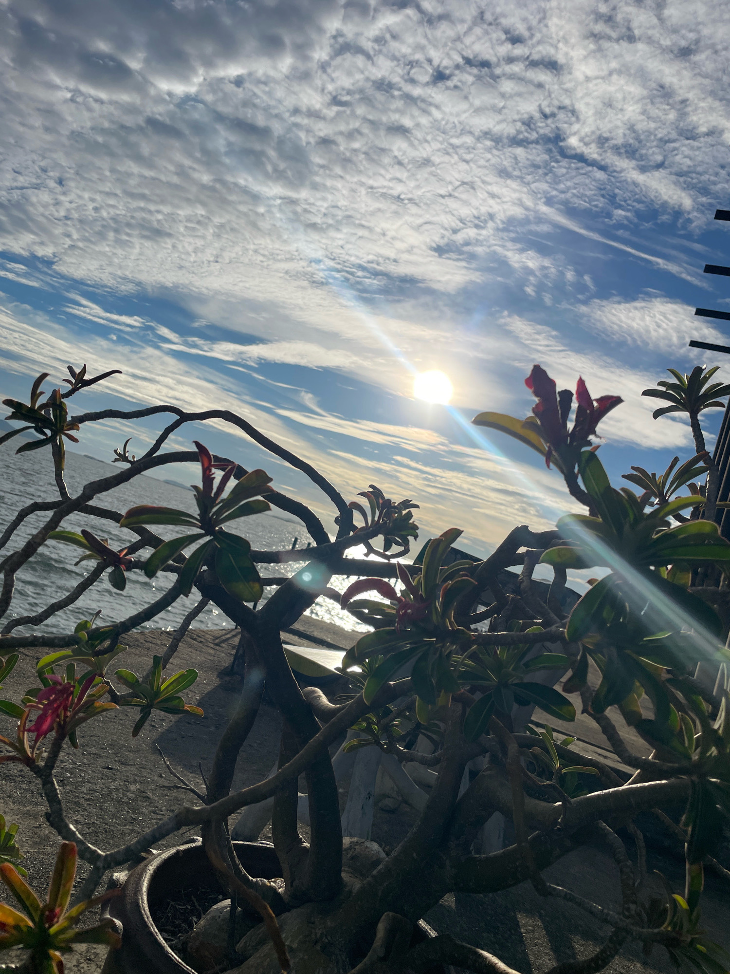 A low-angle, wide shot captures a scene with a flowering plant in the foreground, silhouetted against a bright, partly cloudy sky. The sun is a brilliant orb near the top center of the frame, casting a strong lens flare that streaks across the image. The plant, with its thick, gnarled branches and dark green leaves with hints of red, is the dominant subject. Its branches extend across the frame, creating a natural, organic foreground. Some of the plant's leaves and a few reddish flower buds are visible.
Behind the plant, a body of water, likely the sea, stretches to the horizon. The water is calm, with subtle ripples reflecting the light. A sandy or pebbled shoreline is visible between the plant and the water. The sky is a dynamic mix of blues and whites, with scattered, wispy clouds that are illuminated by the sun. The overall impression is one of a serene, sunlit coastal environment. The location is a balcony or patio overlooking the sea, possibly in a resort or residential area. The presence of the flowering plant and the proximity to the sea suggest a tropical setting. Given the description of the scene, it is likely located in Pattaya City, Thailand, a well-known coastal resort city.