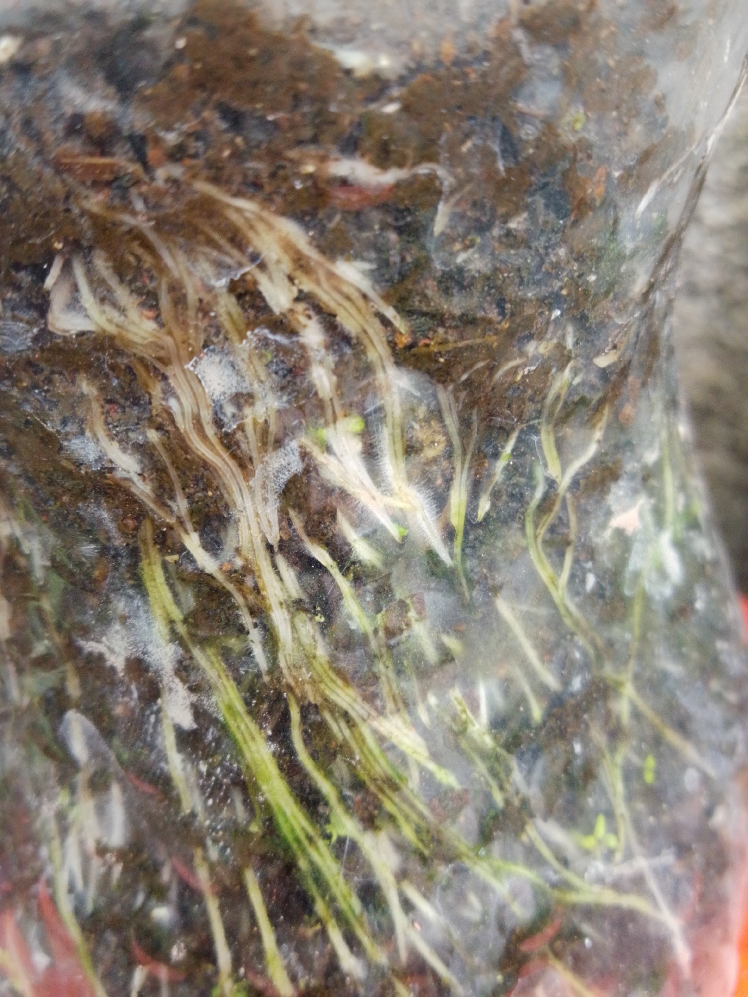 The image shows a close-up view of a transparent plastic bag filled with soil and plant roots. The roots are white and yellowish, some appearing thin and fibrous, while others are thicker. There are also small green shoots emerging from the soil, indicating active plant growth. The soil is dark brown and appears moist. The image is blurry, with a shallow depth of field, focusing on the root system and emerging plants within the bag. The background is out of focus and appears to be a rough, textured surface, possibly concrete or pavement, suggesting an outdoor setting in an urban environment. The overall impression is a visual representation of plant propagation or growth in a controlled, contained environment. No specific location in Bandar Lampung, Indonesia, can be determined from the image.