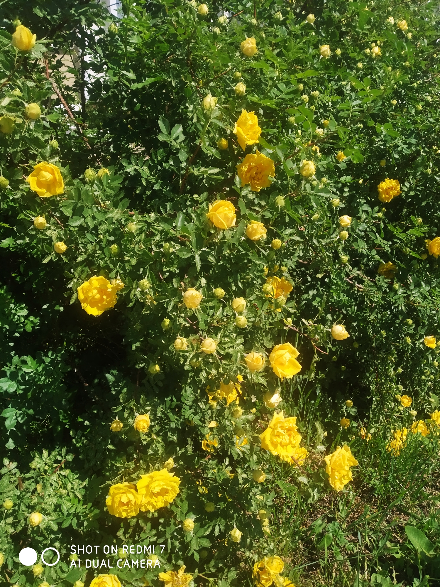 The image captures a vibrant close-up of a large rose bush, densely covered with numerous bright yellow flowers and buds amidst lush green foliage. The main subjects are the yellow roses, which vary in their stage of bloom; some are fully open with multiple ruffled petals, while others are still tight, spherical buds. The leaves are small, serrated, and a healthy dark green, forming a dense canopy.
No specific activity or event is taking place; the image is a static portrayal of the flowering bush.
Notable details include the bright, clear sunlight illuminating the scene, creating strong highlights on the petals and leaves, and casting some shadows within the dense greenery. This indicates a sunny daytime setting, likely morning or early afternoon. Through the foliage, hints of a light-colored structure, possibly a building or wall, are visible in the background. Towards the bottom, patches of green grass are discernible beneath the bush. The scene conveys a sense of natural beauty and flourishing plant life in an outdoor setting, consistent with a garden or park in Chaikovsky, Russia.
A watermark is present in the bottom left corner, displaying the text "SHOT ON REDMI 7 AT DUAL CAMERA" next to a circular logo.