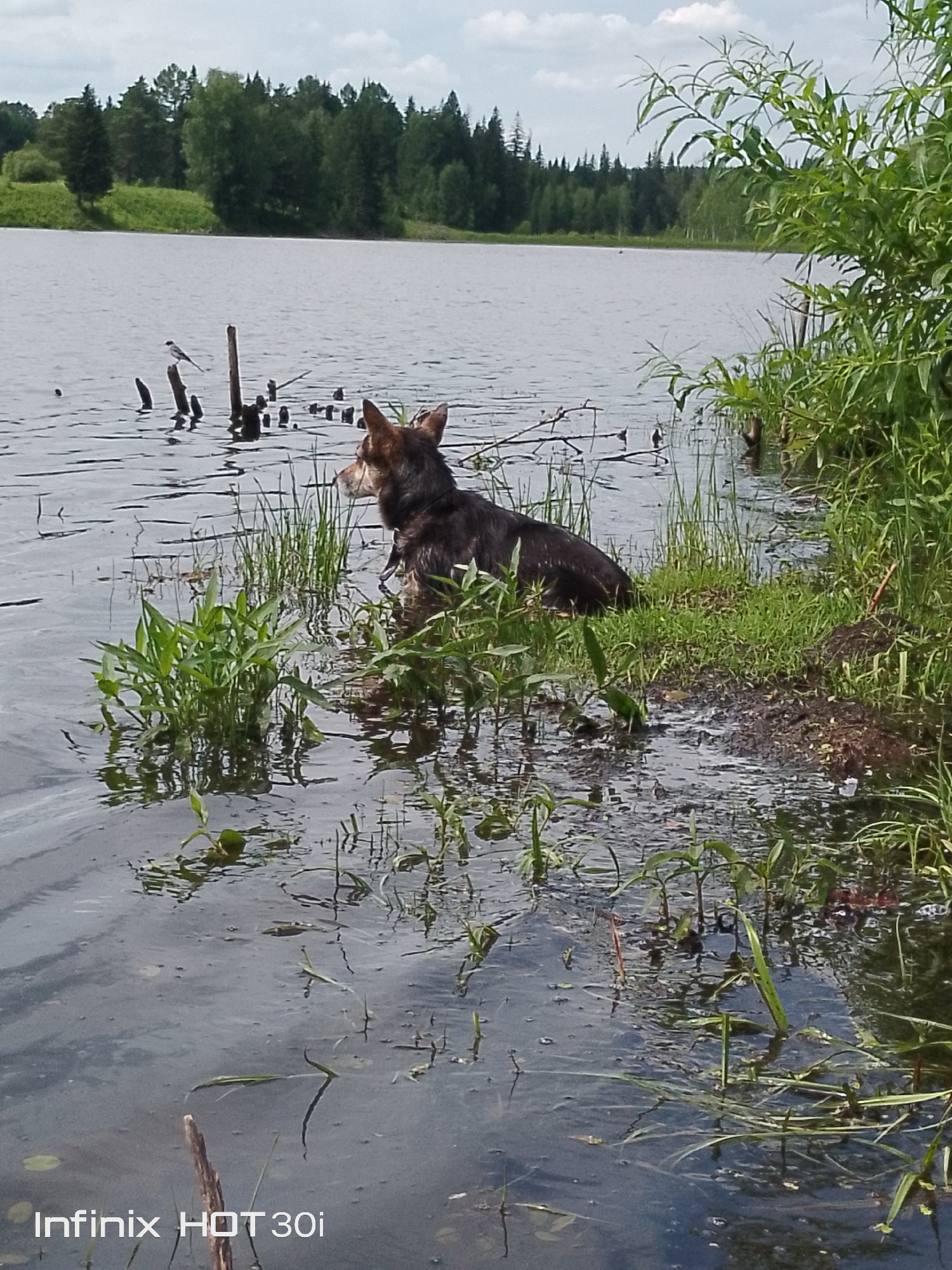 A dog stands in shallow water near the shore of a lake or river. The dog is dark brown and black, with its head turned to the right. Green reeds and plants grow in the water and along the bank. In the background, a dense forest lines the opposite shore. The sky is overcast with some clouds visible. A small bird is perched on a broken wooden post in the water to the left of the dog. The image appears to be taken in a natural, rural setting, possibly in or near the city of Kedrovy, Russia, given the context provided by the user.