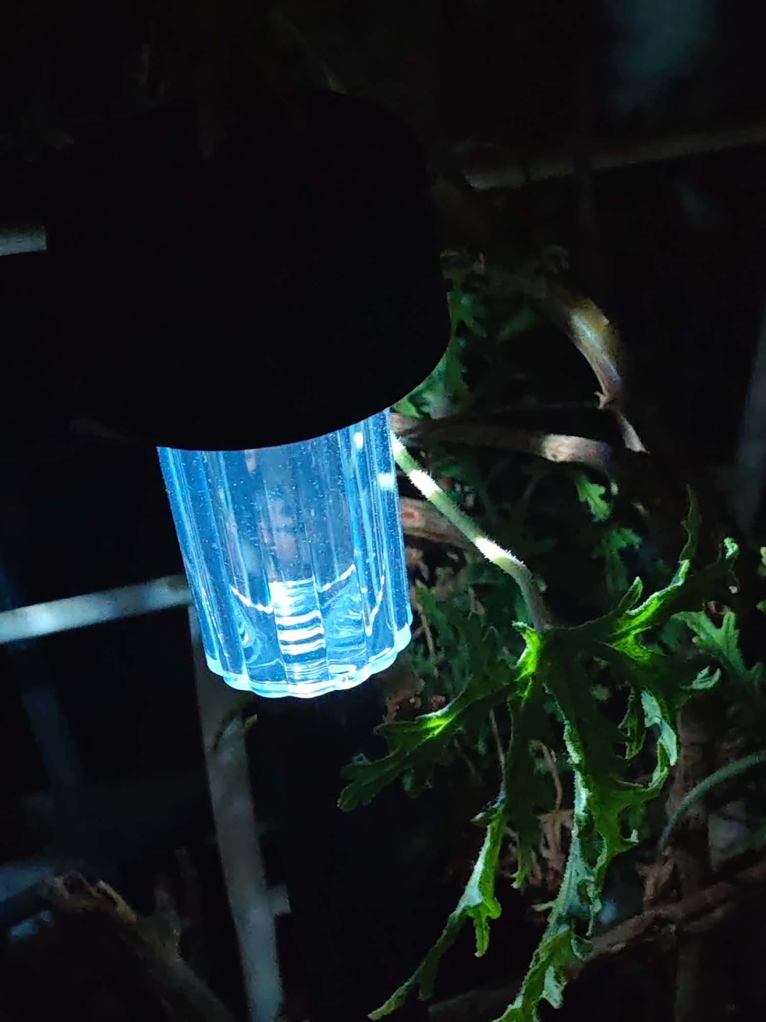 A close-up, low-light photograph captures a blue-illuminated solar garden lantern suspended amidst dark green foliage and brown branches at night in Shumen, Bulgaria. The lantern features a dark, circular top housing the solar panel (not visible) and a translucent, ribbed, cylindrical body emitting a distinct blue light downwards. The light source is visible within the clear cylinder. Surrounding the lantern, the serrated leaves of a plant are partially illuminated in various shades of green, with some edges and fuzzy stems appearing brighter due to the blue light. The background is predominantly dark and out of focus, indicating a natural, outdoor environment. No people are present.