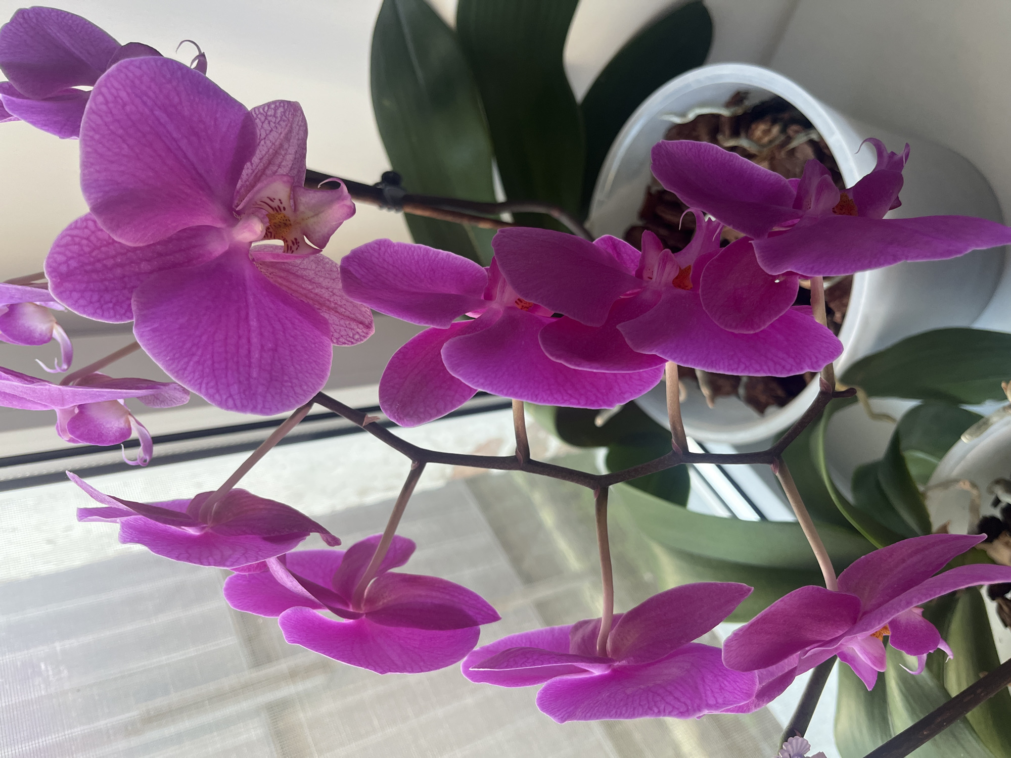 A low-angle shot reveals a vibrant cluster of purple orchids in full bloom, filling the frame. The orchids are positioned near a window, their petals displaying a textured, slightly translucent quality. Behind the flowers, a white pot contains the orchid's roots in a soil-like medium. Green leaves sprout from the base of the plant, adding depth to the background. Light reflects off the window, creating a bright, airy feel. The stems of the orchids are visible, connecting the individual flowers and creating a sense of structure.