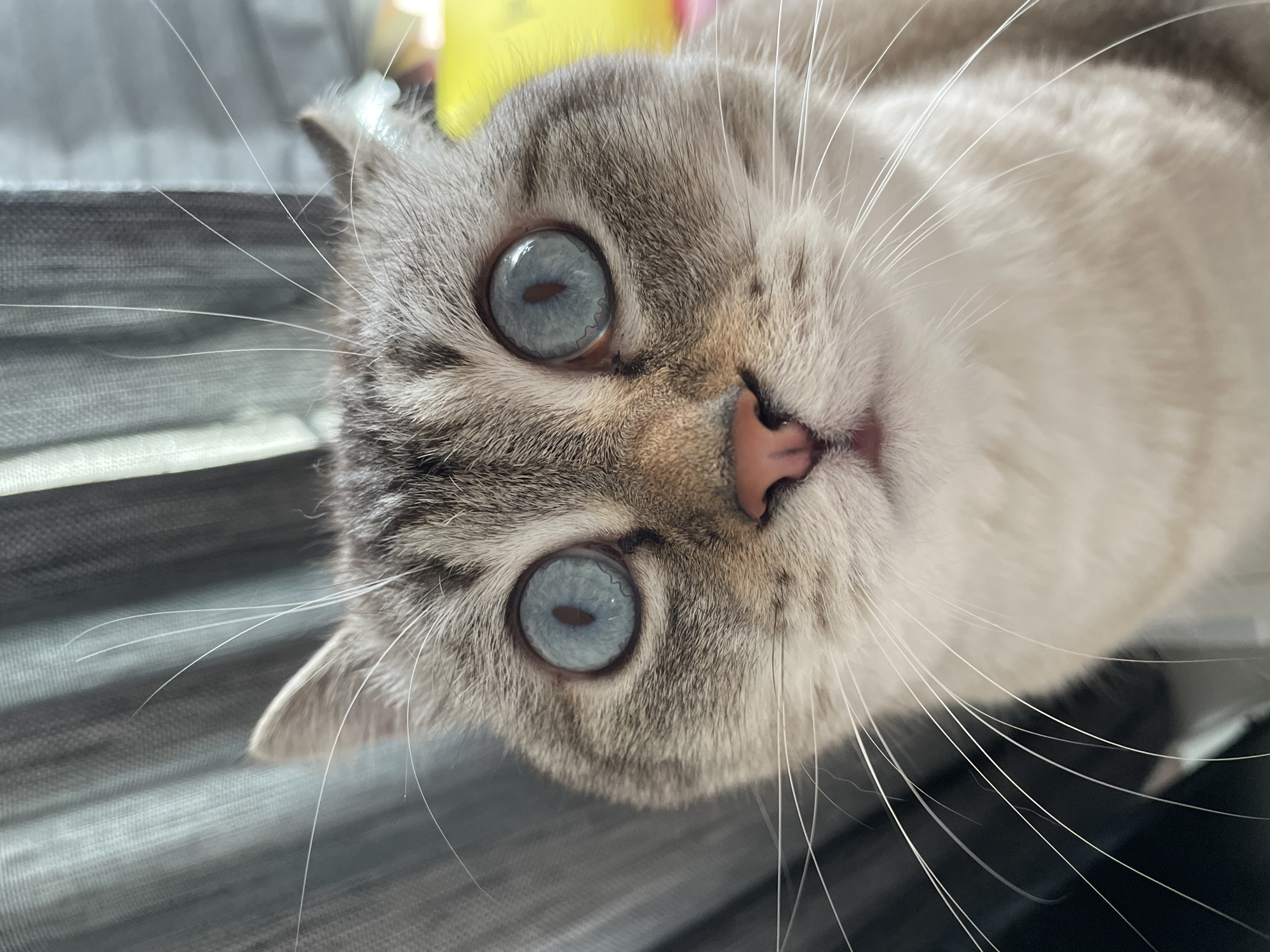 This is a close-up, head-on photograph of a lynx-point Siamese cat. The cat's face is the primary subject, filling the frame. It has striking blue eyes with dark pupils. Its fur is a mix of grey tabby markings and cream-colored fur on its chest and muzzle. Prominent white whiskers fan out from its muzzle. The background is out of focus, showing a grey, textured curtain on the left and a blurred yellow object on the right. There is no information in the image to suggest a location in Votkinsk, Russia.