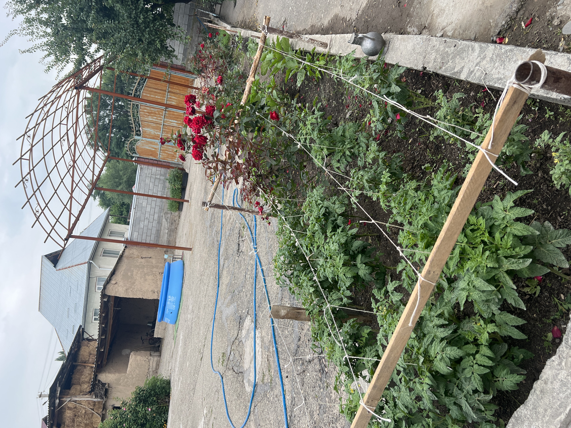 In the village of Kara-Dıykan, Kyrgyzstan, a rustic courtyard scene unfolds. A long, narrow garden bed, lined with wooden stakes and white twine, is densely planted with young tomato plants, some bearing small yellow flowers. Adjacent to the garden, a vibrant rose bush displays a profusion of deep red blooms. In the background, a weathered building with a straw-thatched roof stands next to a modern house with a grey metal roof. A blue inflatable swimming pool rests on a paved area, and a blue hose snakes across the ground. Further back, a rusty metal archway stands over a wooden gate, suggesting a passageway to another area. The overall impression is one of rural life, with a blend of old and new structures, and a focus on a home garden.