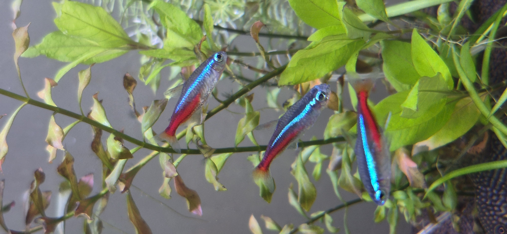 This is an image of three neon tetras swimming in an aquarium. The fish are small with a bright blue stripe running horizontally across their bodies, bordered by a red stripe below. They are surrounded by green aquarium plants and brown, fallen leaves. The background is a soft, gray blur. The image is tightly cropped, focusing on the fish and plants. The lighting is soft and diffused, typical of an aquarium. There are no people or any indication of a specific location in Ussurijsk, Russia.