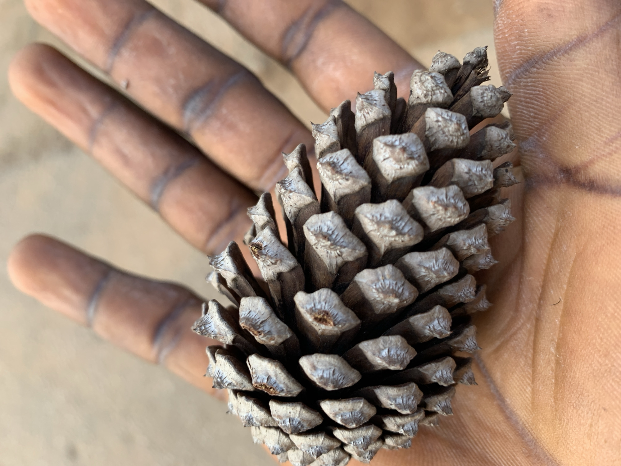 A close-up, overhead shot shows a person's open hand, palm up, holding a dry pinecone. The pinecone is positioned diagonally across the palm, with its pointed scales facing upwards. The person's fingers are slightly curled around the pinecone, and their skin is dark. The background is a blurry, light brown surface, possibly dirt or pavement. The image appears to have been taken outdoors in natural light. The scene does not contain any identifiable landmarks or elements that would indicate a specific location within Rafin Par, Nigeria, beyond the general context of being an outdoor setting.
