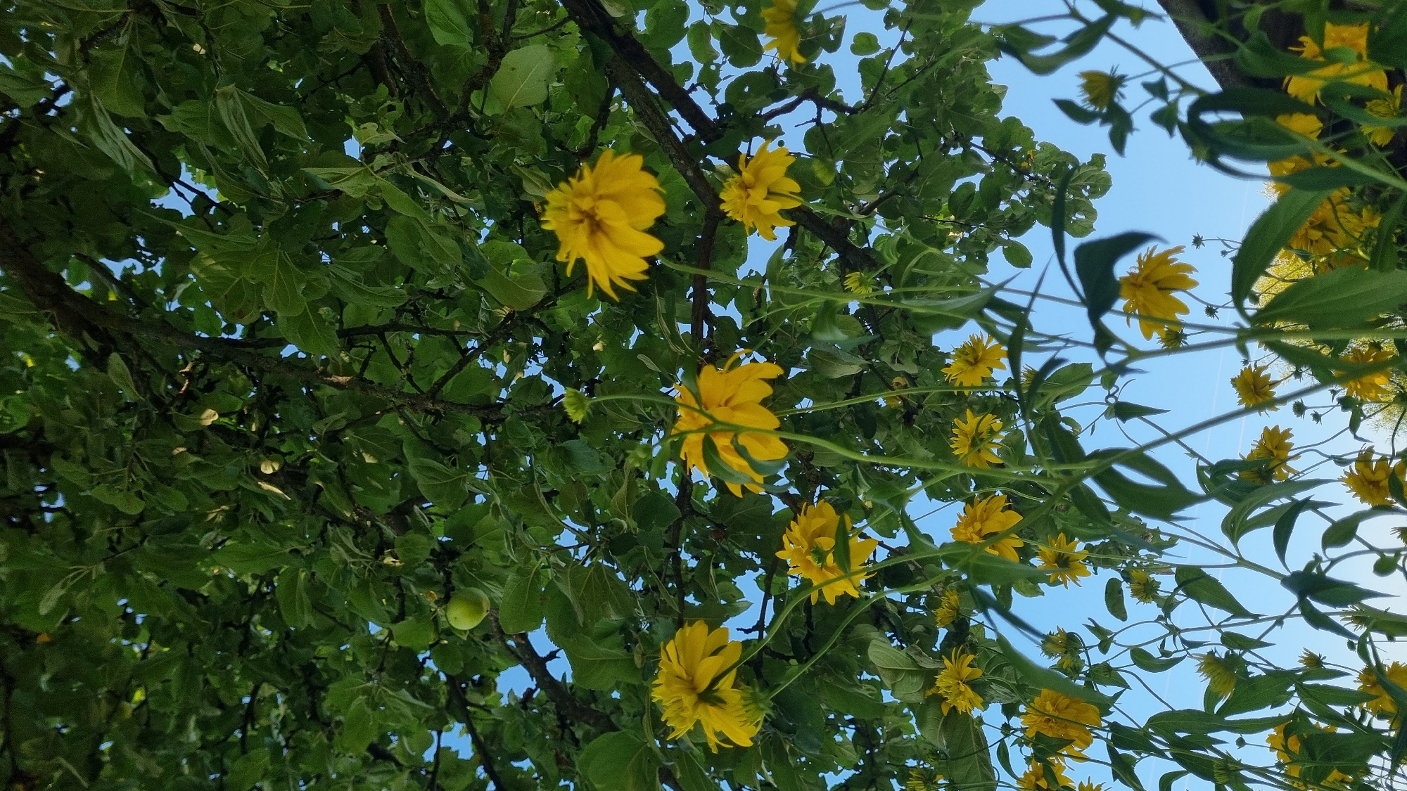 The image captures a low-angle view of yellow flowers and green foliage under a clear blue sky. The dominant subjects are several bright yellow, pom-pom-like flowers, with layered petals, and their slender green stems and leaves. They are interspersed with the lush green leaves and dark branches of a tree overhead. One small green apple is visible amongst the leaves. The scene appears to be outdoors, possibly in a garden or park. The composition suggests a natural setting, with the flora reaching towards the sky. The location provided is Vysokoe, Russia. There are no people or animals visible in the image.
