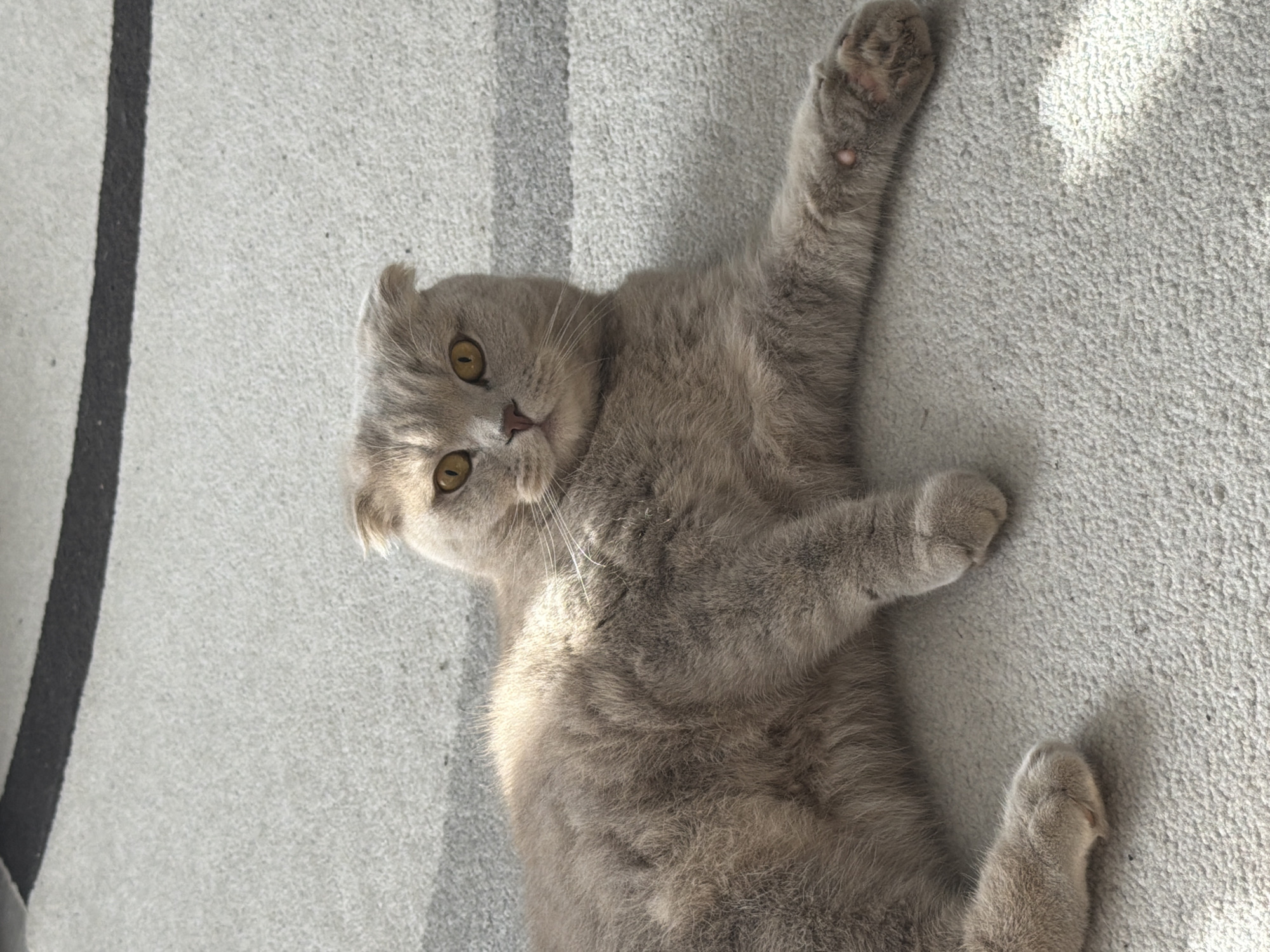 A Scottish Fold cat with grey fur and yellow eyes lies on a grey carpet. The cat is facing the camera with its ears folded forward and its body stretched out to the right. Sunlight is casting shadows on the carpet, creating a dappled effect. There is a dark horizontal stripe on the carpet in the upper part of the image. The location is not specified in the image or the provided information.