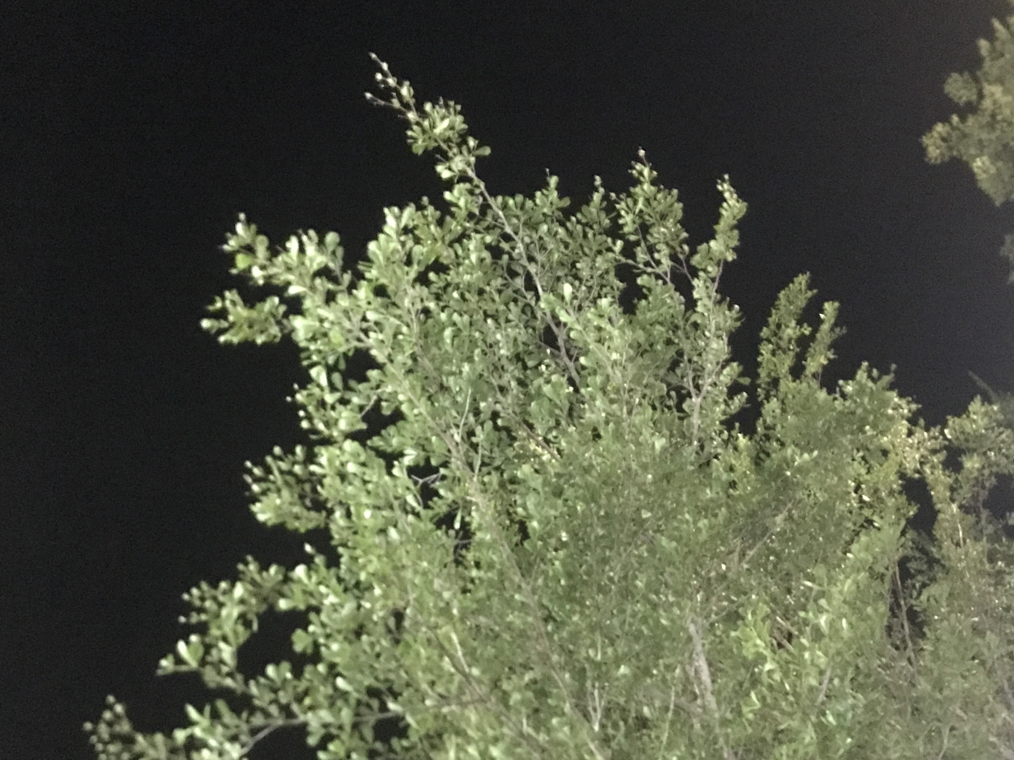 The image shows a tree at night in an unidentified location, potentially within the city of Keudeteupinpunti, Indonesia. The tree has small, green leaves and thin branches. The background is dark, suggesting it is nighttime. No people or other specific subjects or objects are discernible in the image. No actions or interactions are observable. The environment appears to be a dark outdoor setting.