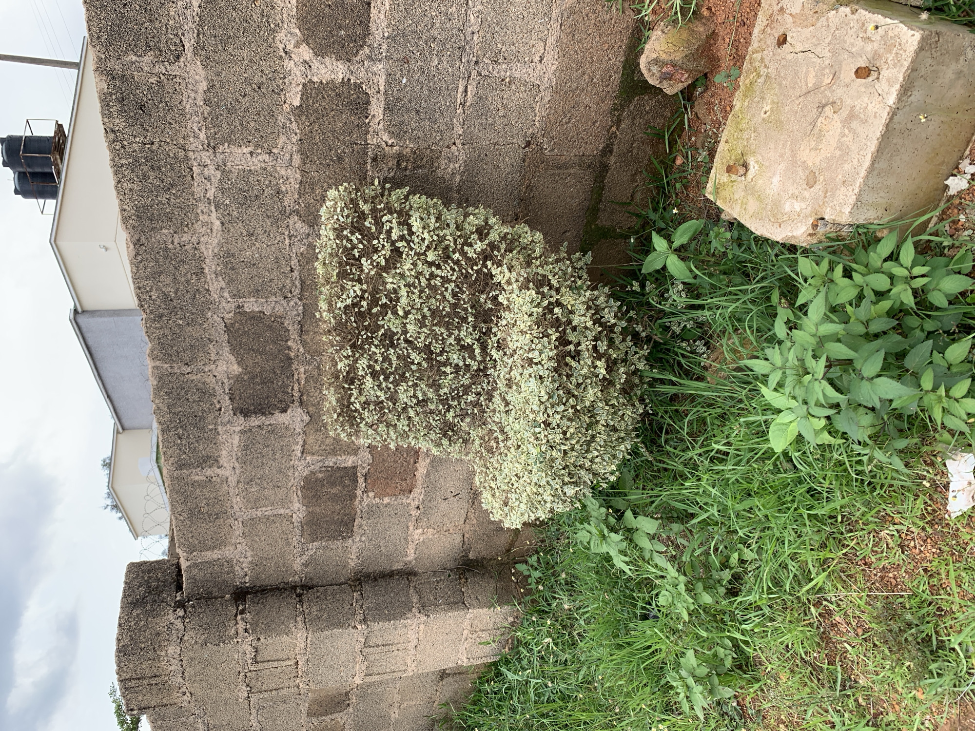 A bush shaped like a chair stands against a rough-hewn concrete block wall. The bush is dense and variegated with light green and white leaves. The wall is constructed from large, uneven blocks. To the left of the bush, tall green grass grows. To the right, a large, weathered concrete block with protruding rusty bolts lies on the ground. In the background, buildings are visible above the wall, and the sky is overcast. The scene is likely located in a residential area of Jos, Nigeria.